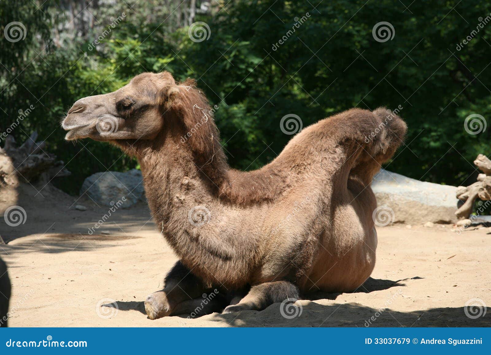 Dromedary editorial stock image. Image of gorilla, bird - 33037679