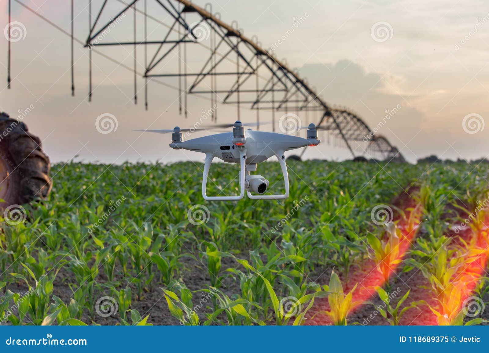 drone flying above corn field and mapping