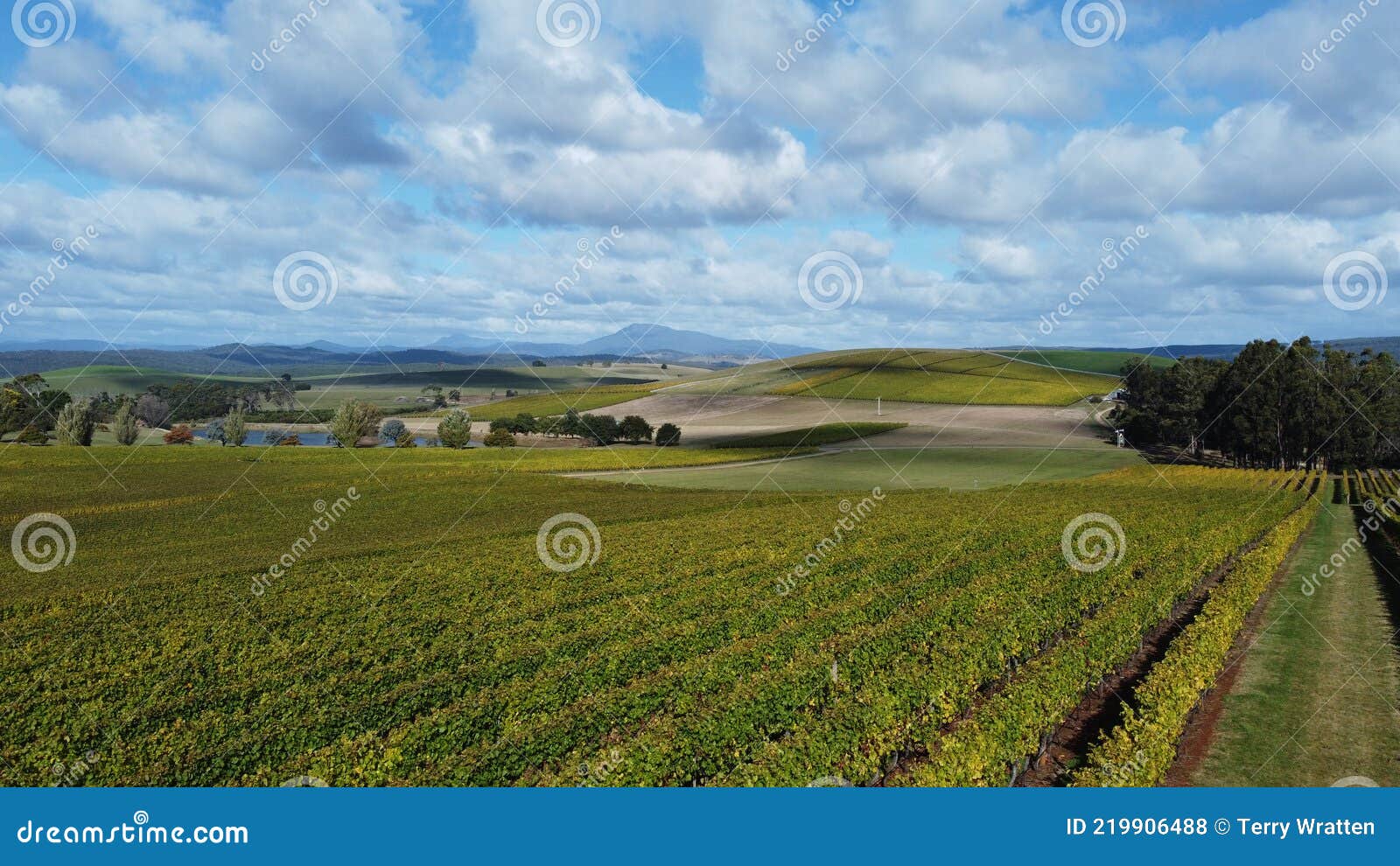 drone view over a large wine producing vineyard farm in northern tasmania with yellow autumn growth, tasmania, australia