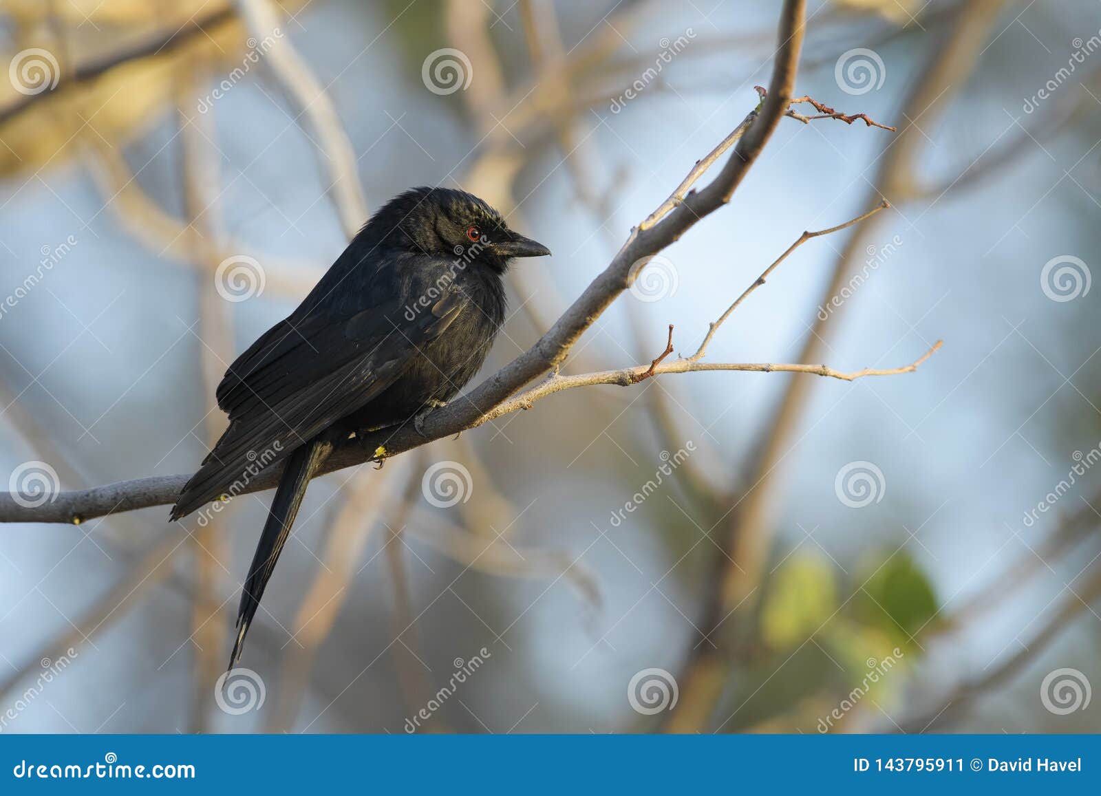 Drongo Fourchette Coupé La Queue Adsimilis De Dicrurus