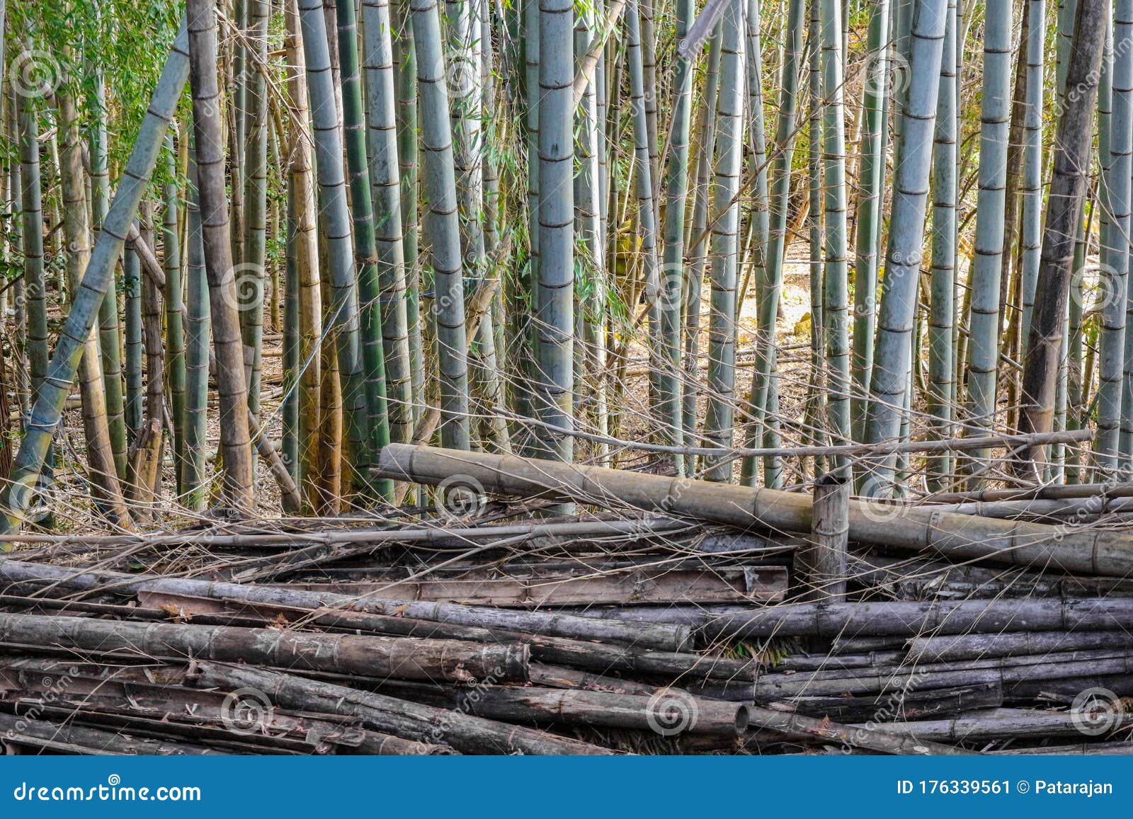 Vorming Beoefend bericht Droog Dood En Stamleven Bamboe in De Bosomgeving. Stock Afbeelding - Image  of botanisch, mooi: 176339561