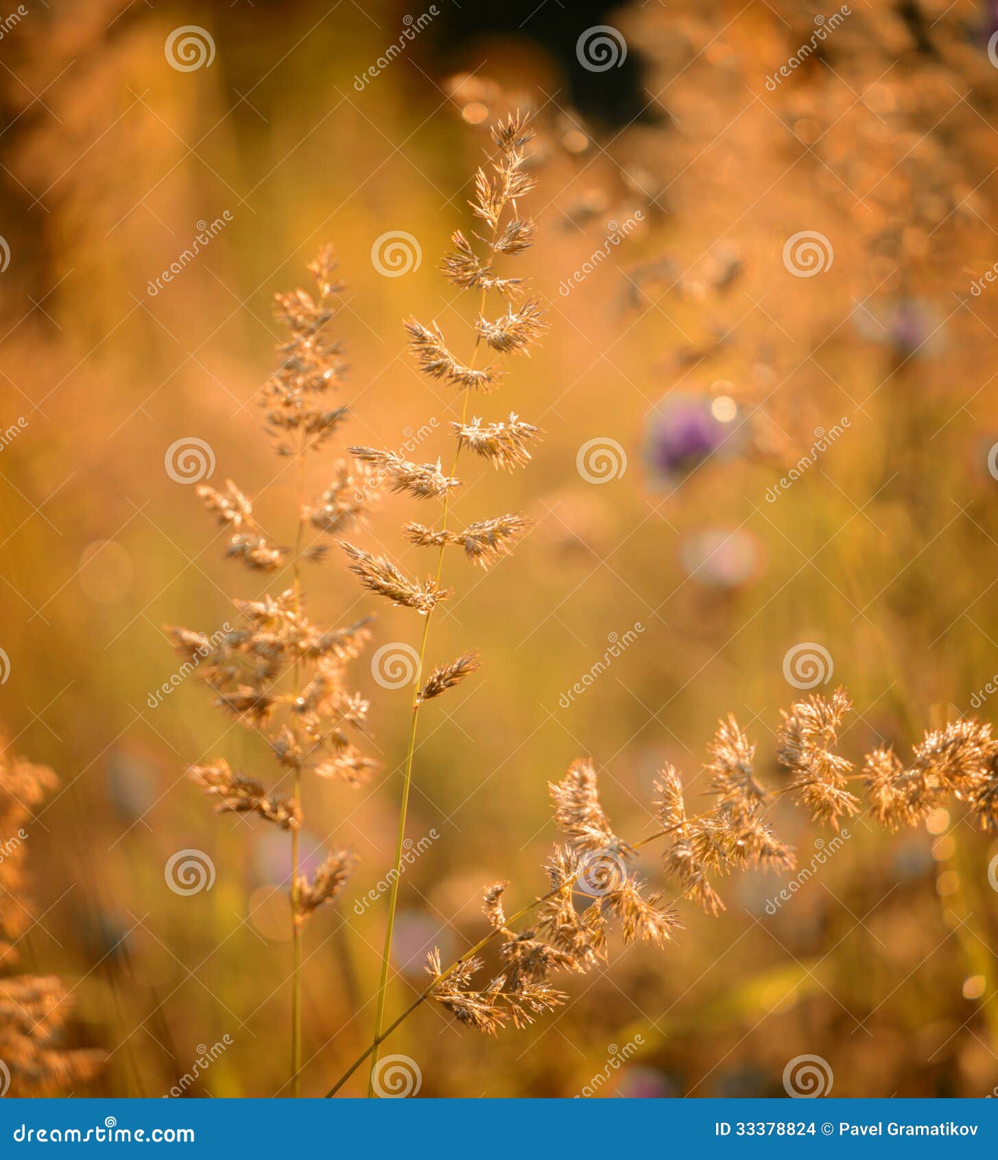 Droog kleurrijk de zomergras. Het droge kleurrijke close-up van het de zomergras