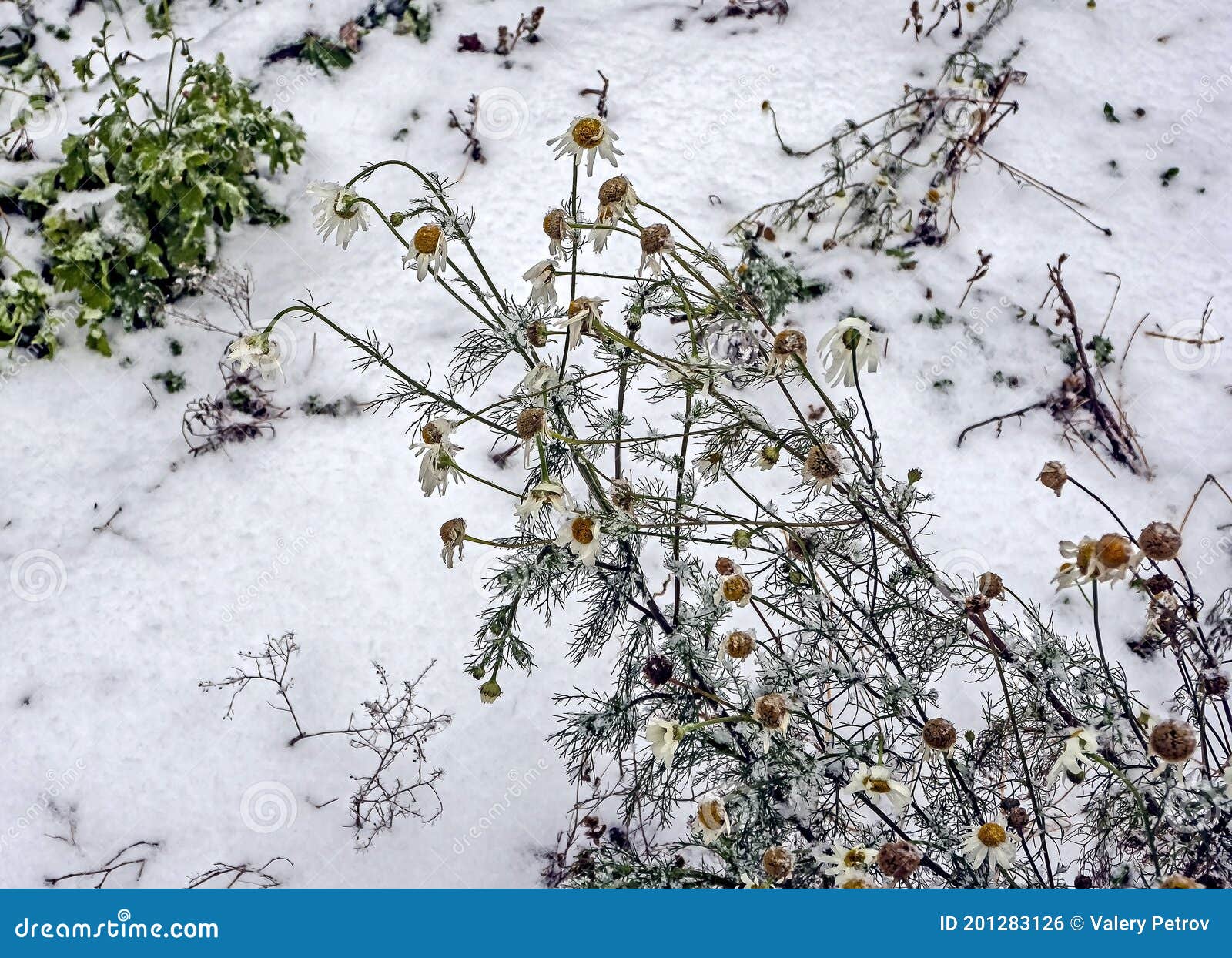 Drooping and Covered with the First Snow Daisies Stock Photo Image of
