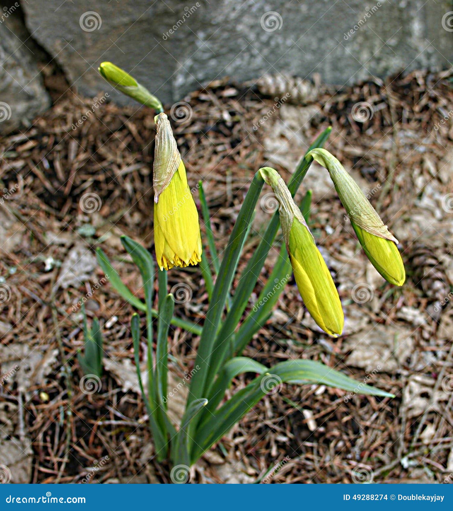 Drooping Daffodil Buds stock photo. Image of nature, breaking 49288274