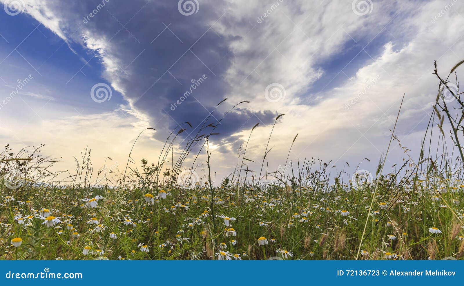 Drooping in the Fields of Daisies at Sunset Siyazan.Azerbaijan Stock