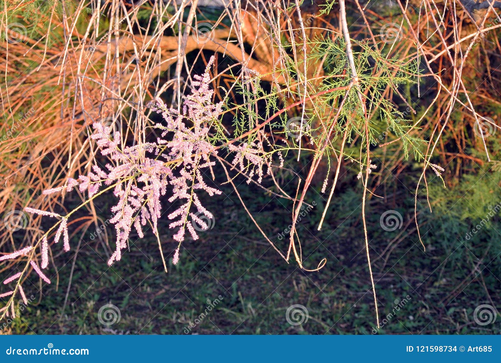 Drooping Leaves and Pink Plants Stock Photo Image of street, rock