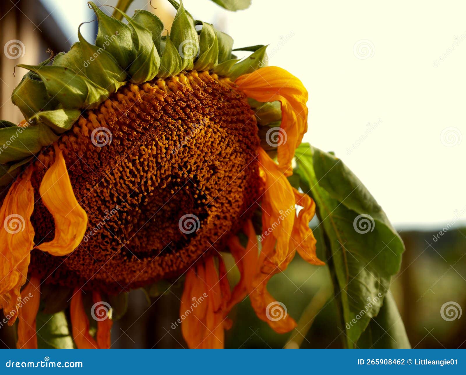 A Droopy Sunflower RoyaltyFree Stock Photography