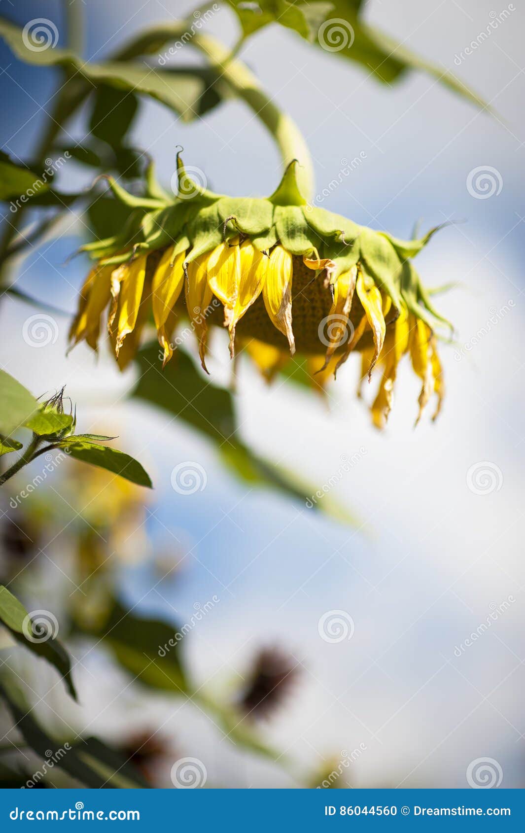 Drooping sunflower stock photo. Image of summer, hanging 86044560