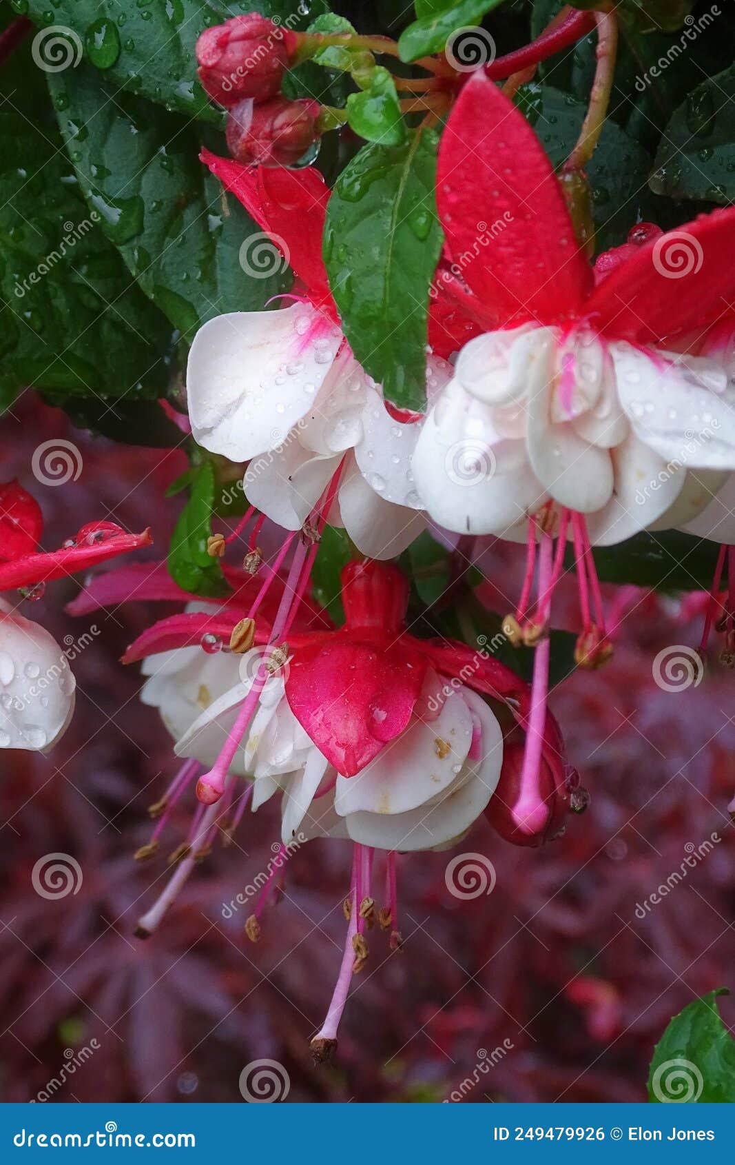 Droopy Flower stock photo. Image of droopy, petals, flower 249479926