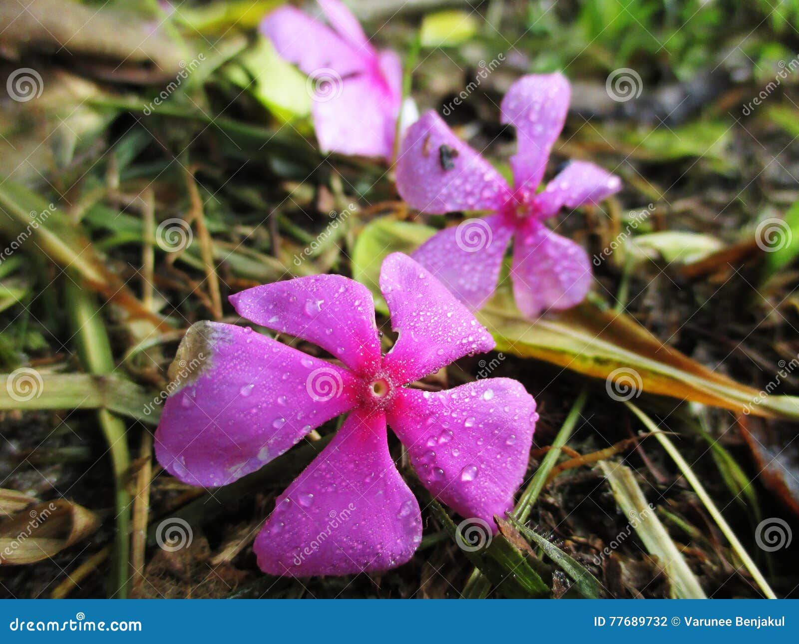 Drop flowers stock photo. Image of flowers, rain, flower 77689732