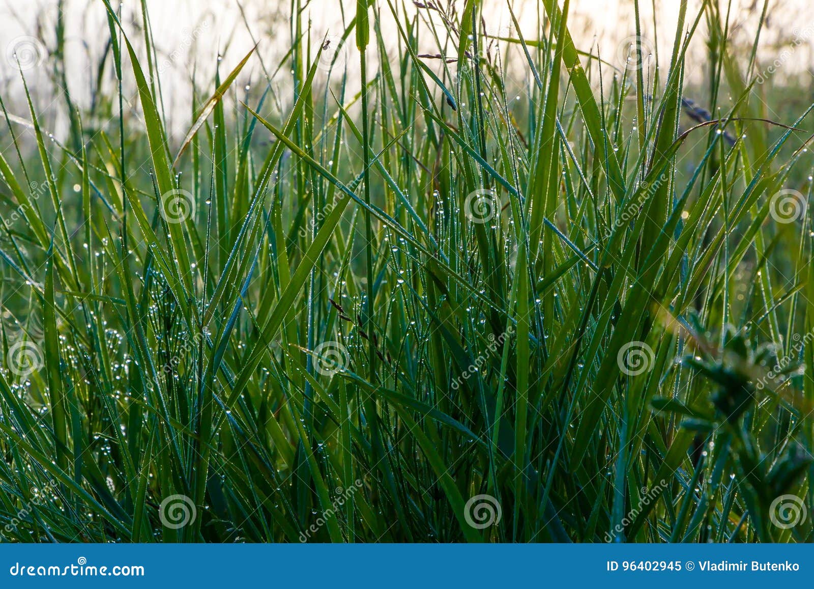 a drop of morning dew on the grass.