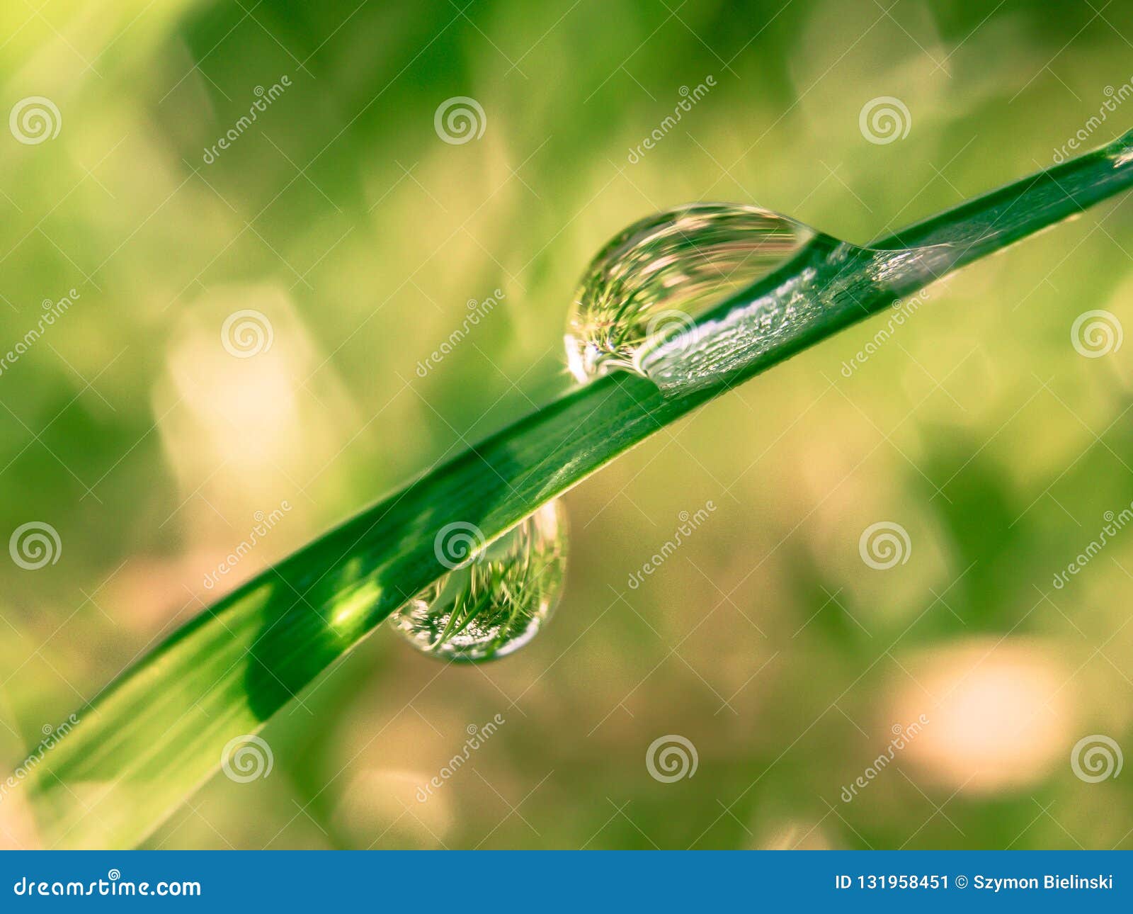 A Drop of Water on the Blade of Grass Stock Image Image of