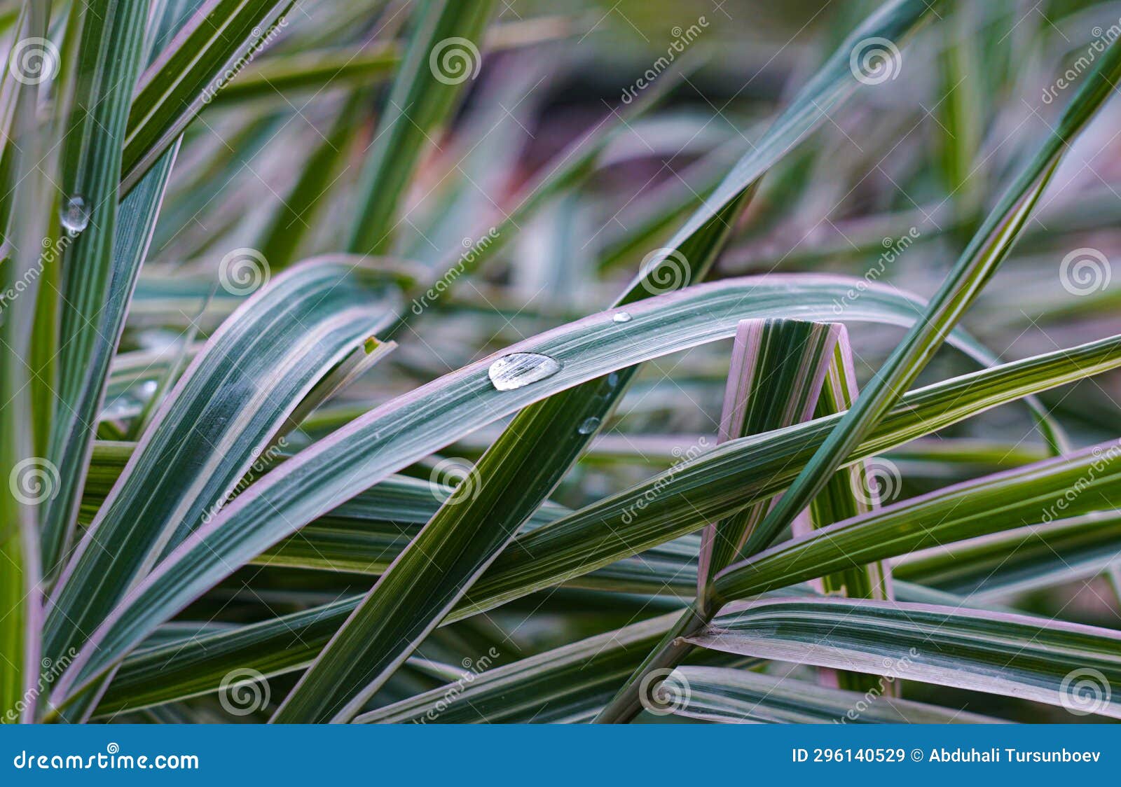 A Drop of Water on a Blade of Grass Stock Image Image of macro