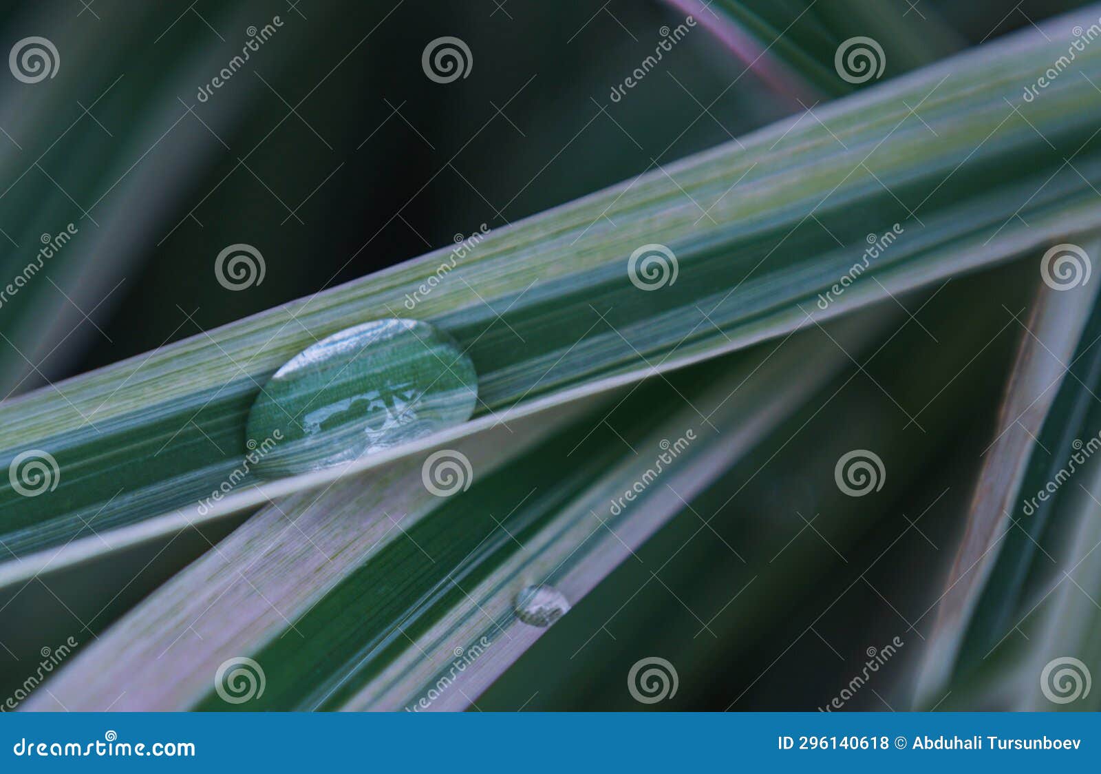 A Drop of Water on a Blade of Grass Stock Photo Image of plant