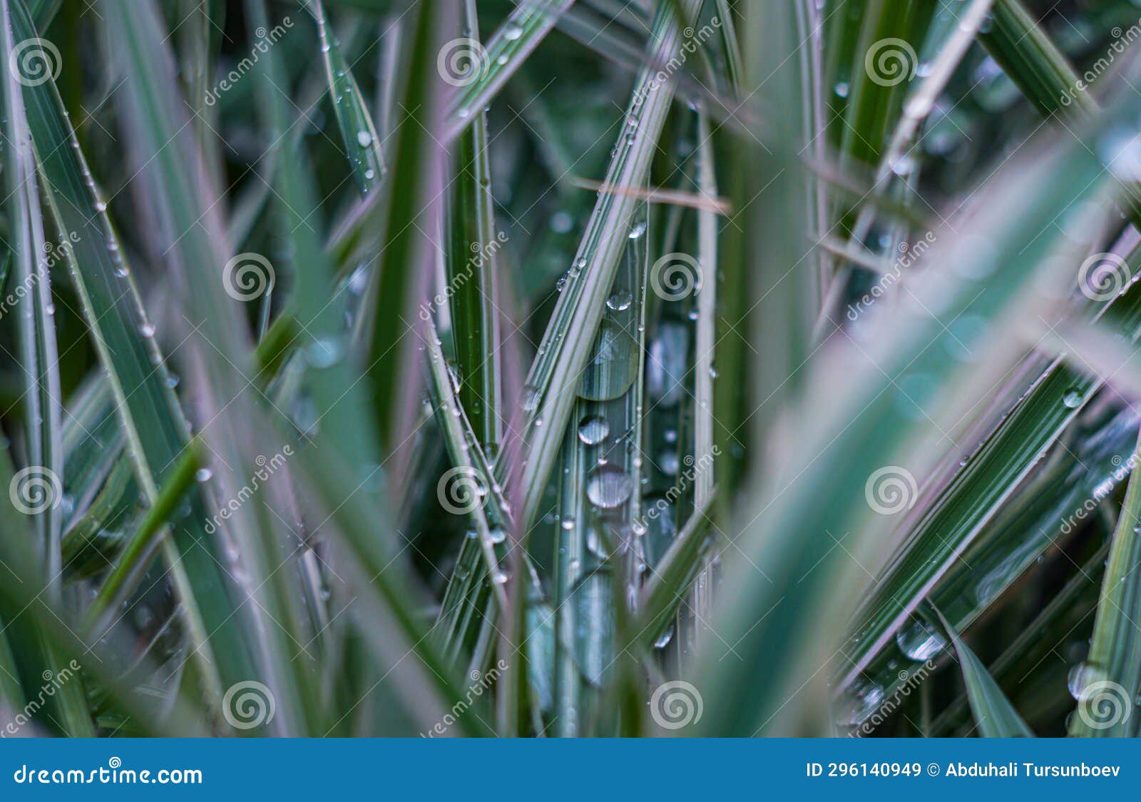 A Drop of Water on a Blade of Grass Stock Image Image of leaf, plant