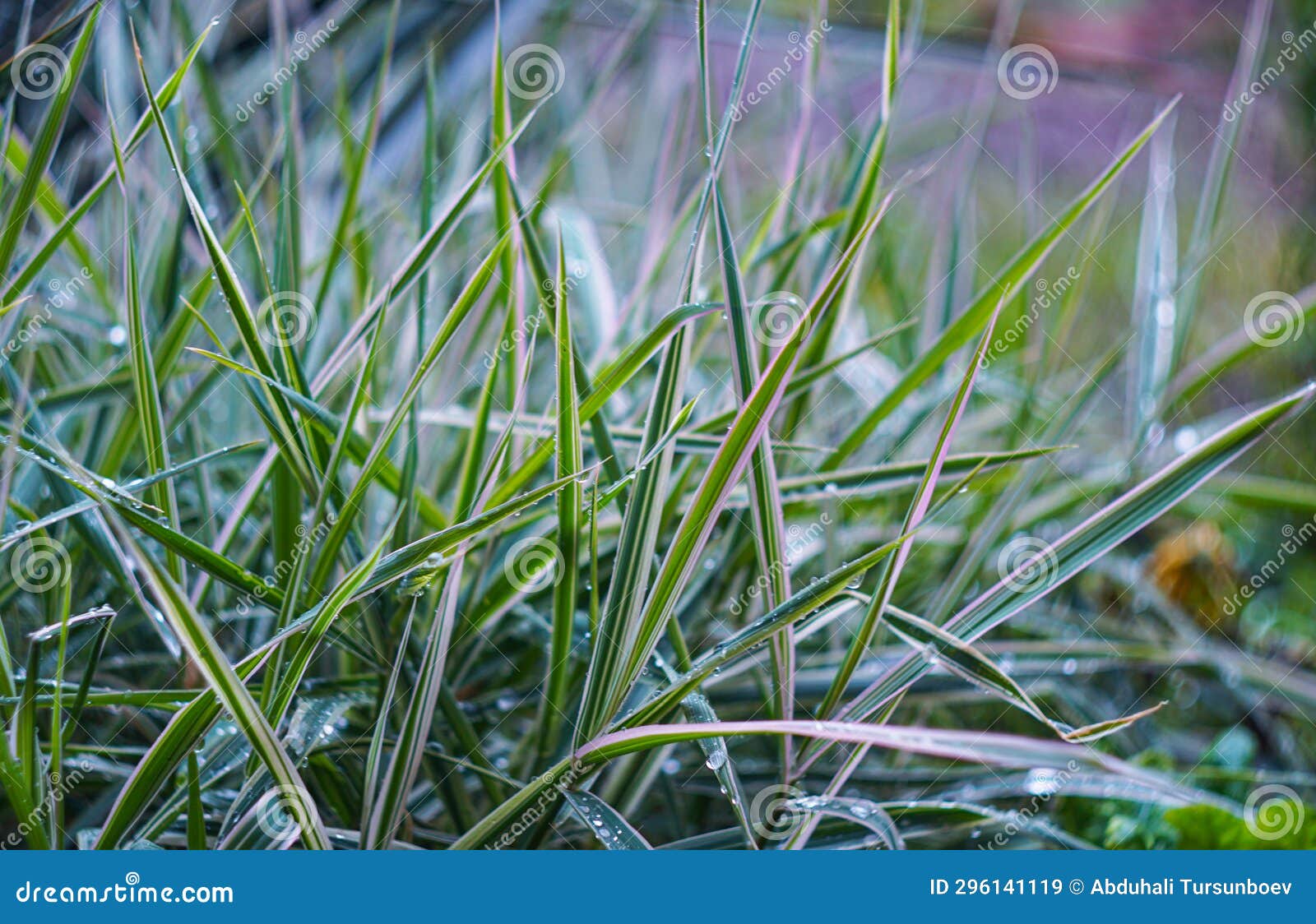 A Drop of Water on a Blade of Grass Stock Image Image of fresh
