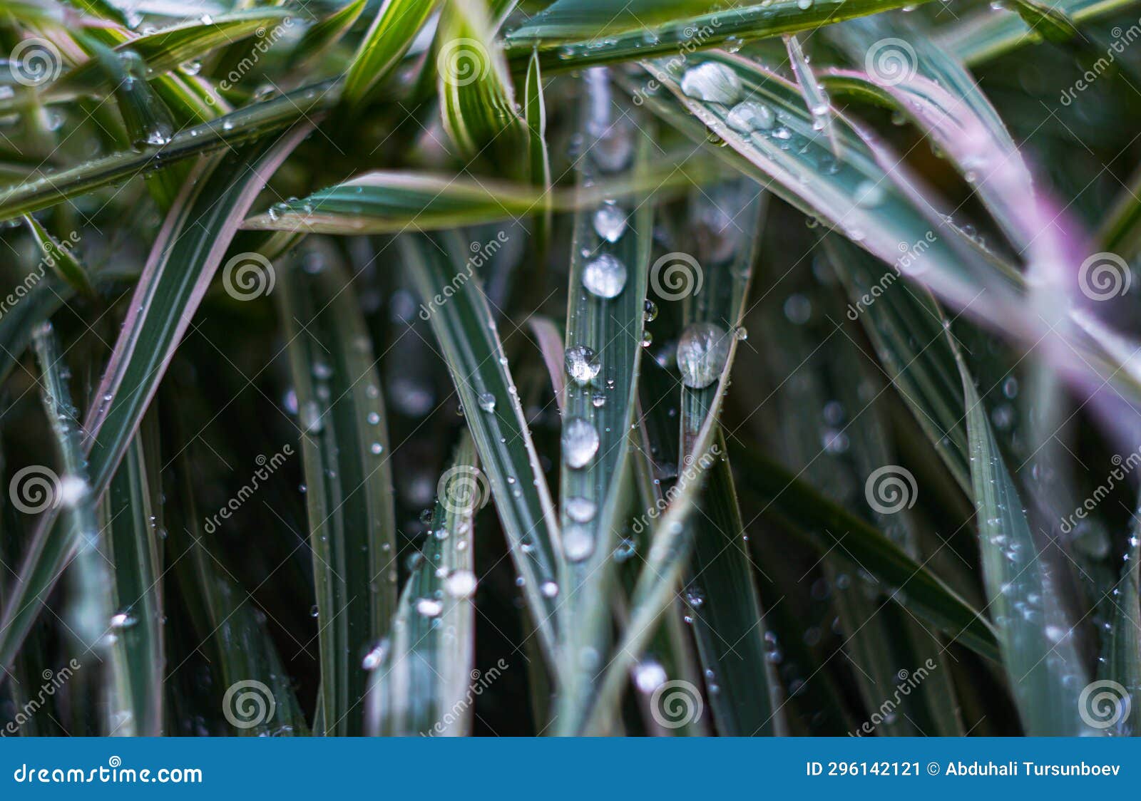 A Drop of Water on a Blade of Grass Stock Image Image of grass