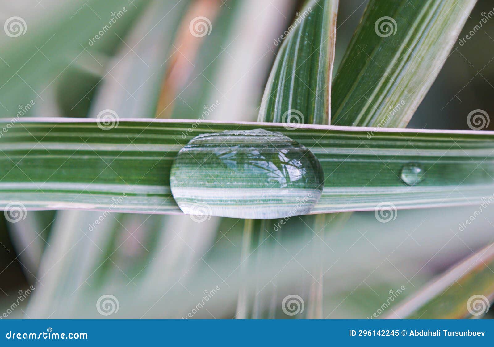 A Drop of Water on a Blade of Grass Stock Image Image of garden
