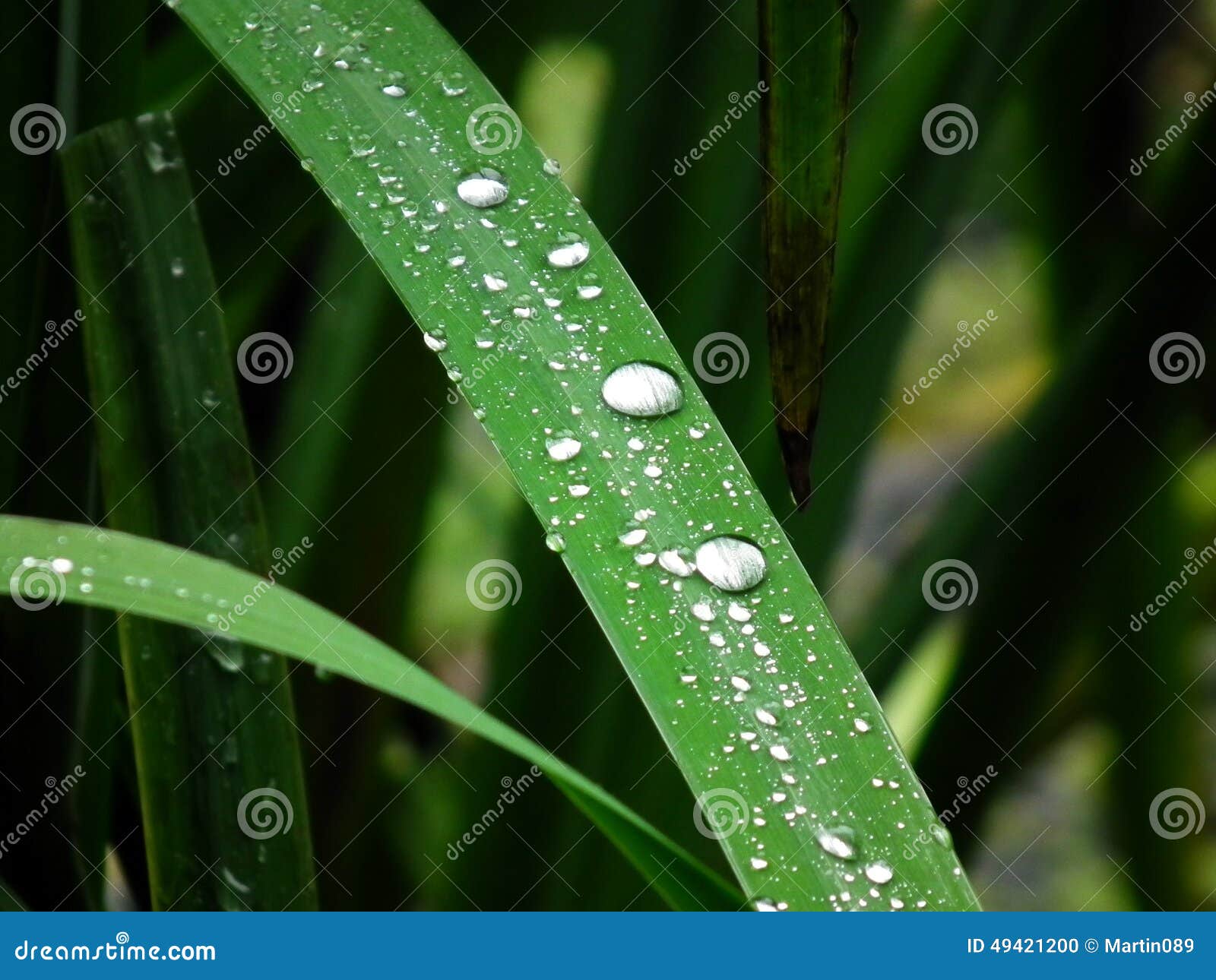 Drop of Water on a Blade of Grass Stock Photo Image of leaf, green