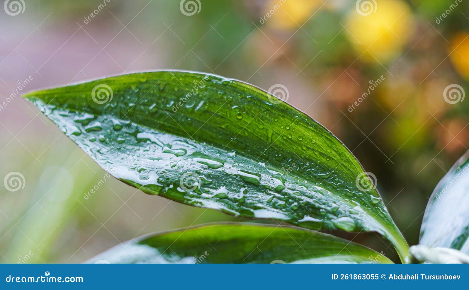 A Drop of Water on a Blade of Grass Stock Image Image of herb