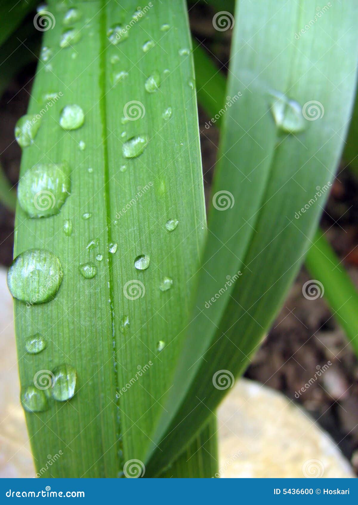 Drop of Water on a Blade of Green Grass Stock Photo Image of