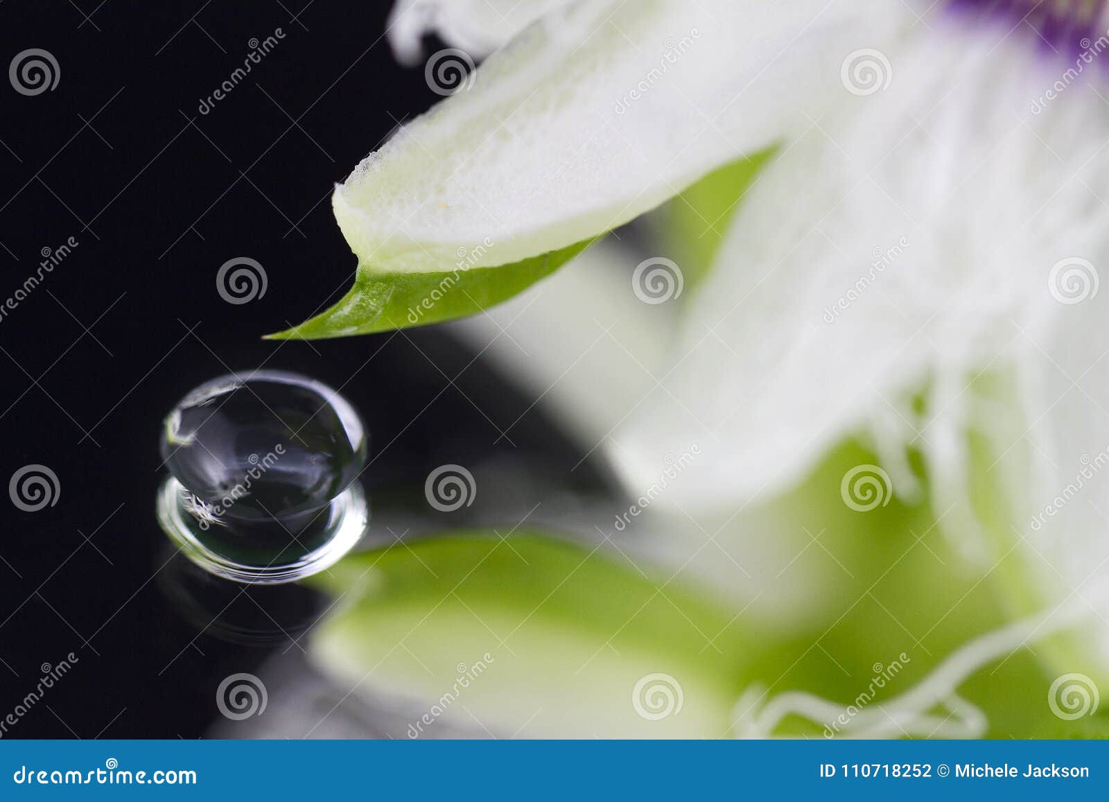 Drop of Water Fallen from the Tip of a Passionfruit Flower Stock Photo