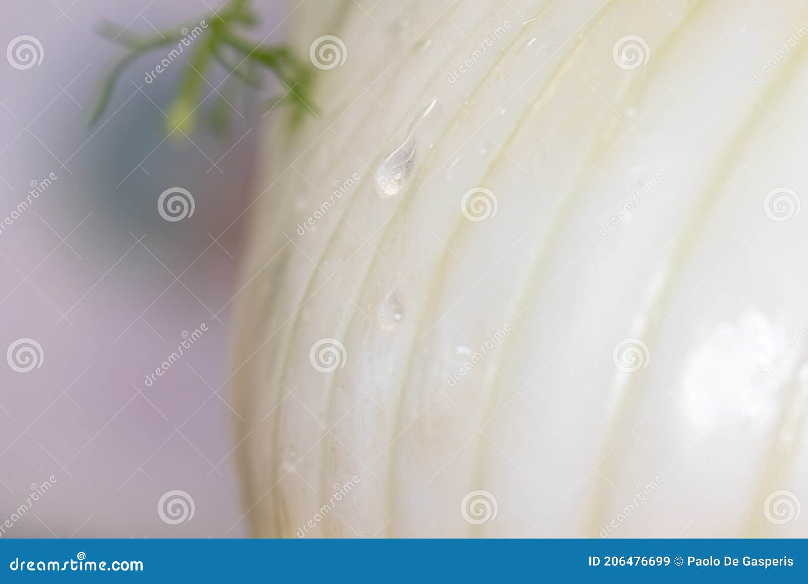 drop of water on fennel. macro close up of water drops on fresh fennl surface. healty vegano food