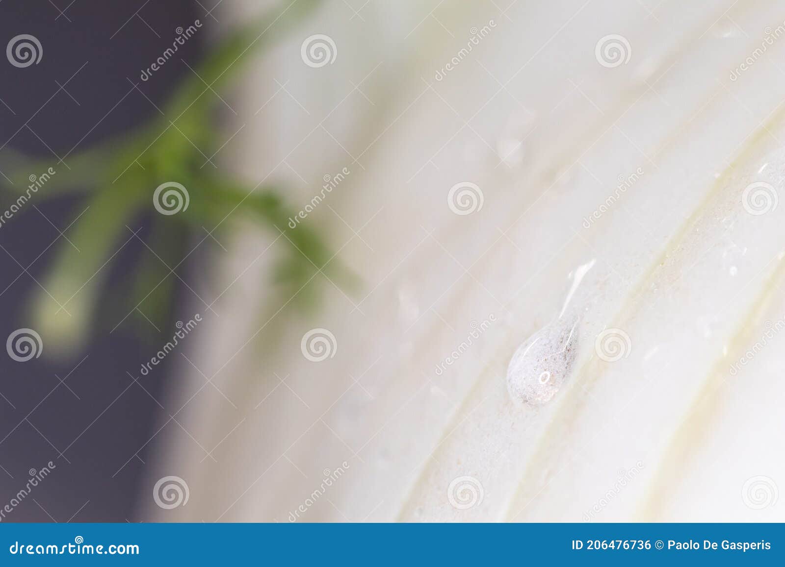 drop of water on fennel. macro close up of water drops on fresh fennl surface. healty vegano food