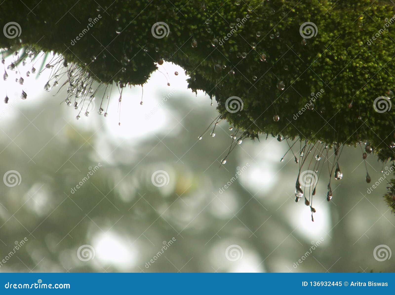 Droplets stock image. Image of green, nature, outdoor 136932445