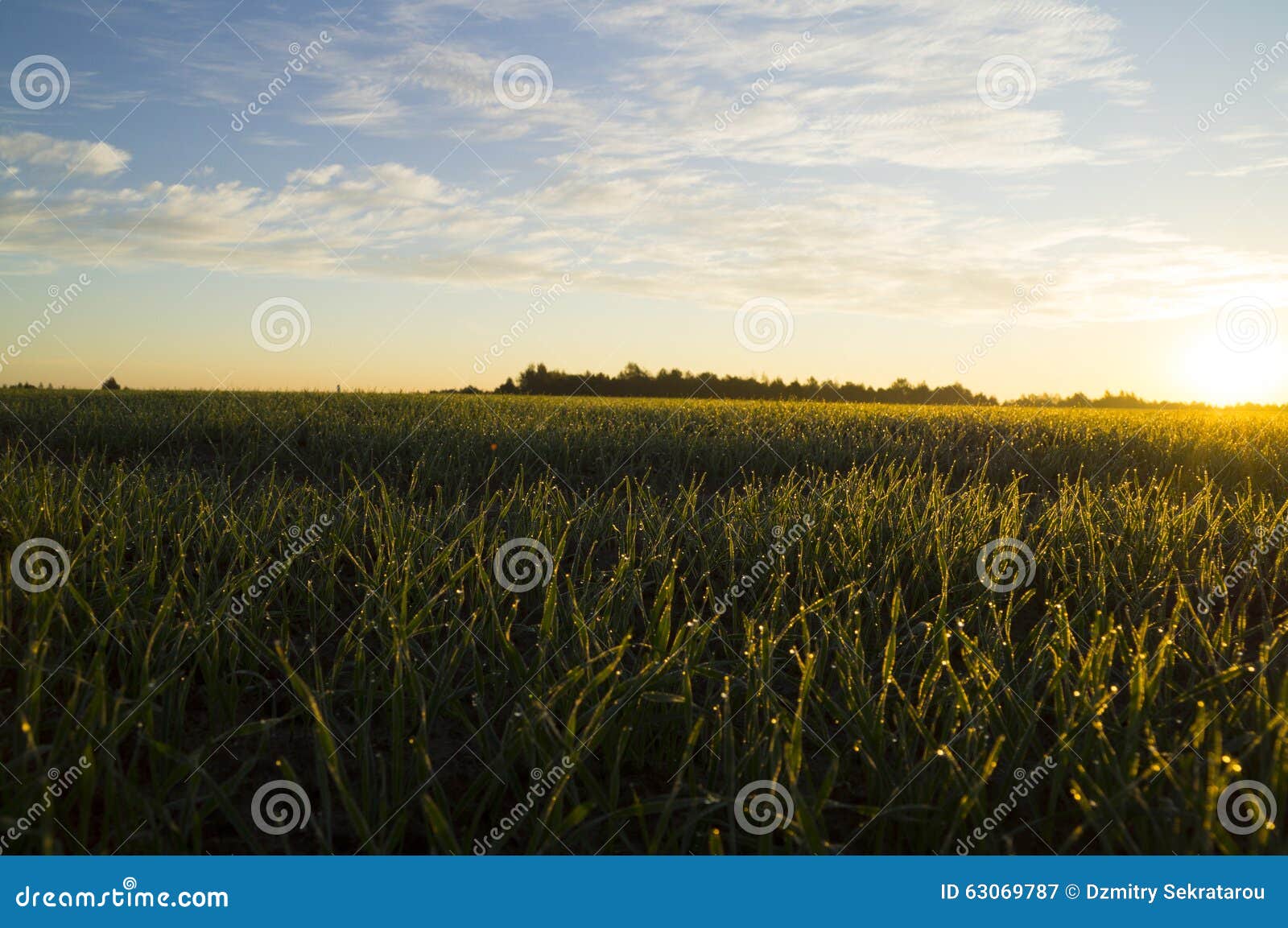 Drops of Dew on the Grass in the Rays of the Rising Sun Stock Image