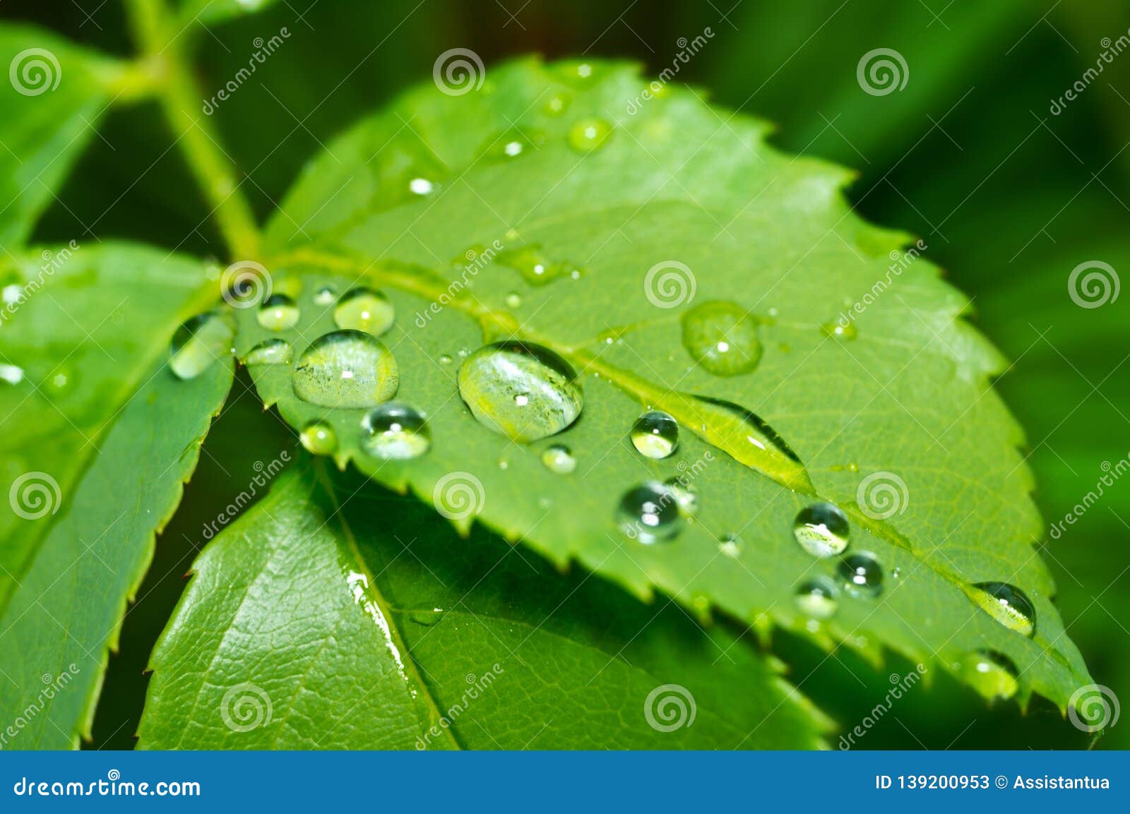 oyun Böceklere bakın Radyoaktif  Drops of Dew in the Green Leaves. Beautiful Nature Background with Morning  Fresh Drops of Transparent Rain Water on a Green Leaf Stock Image - Image  of close, foliage: 139200953