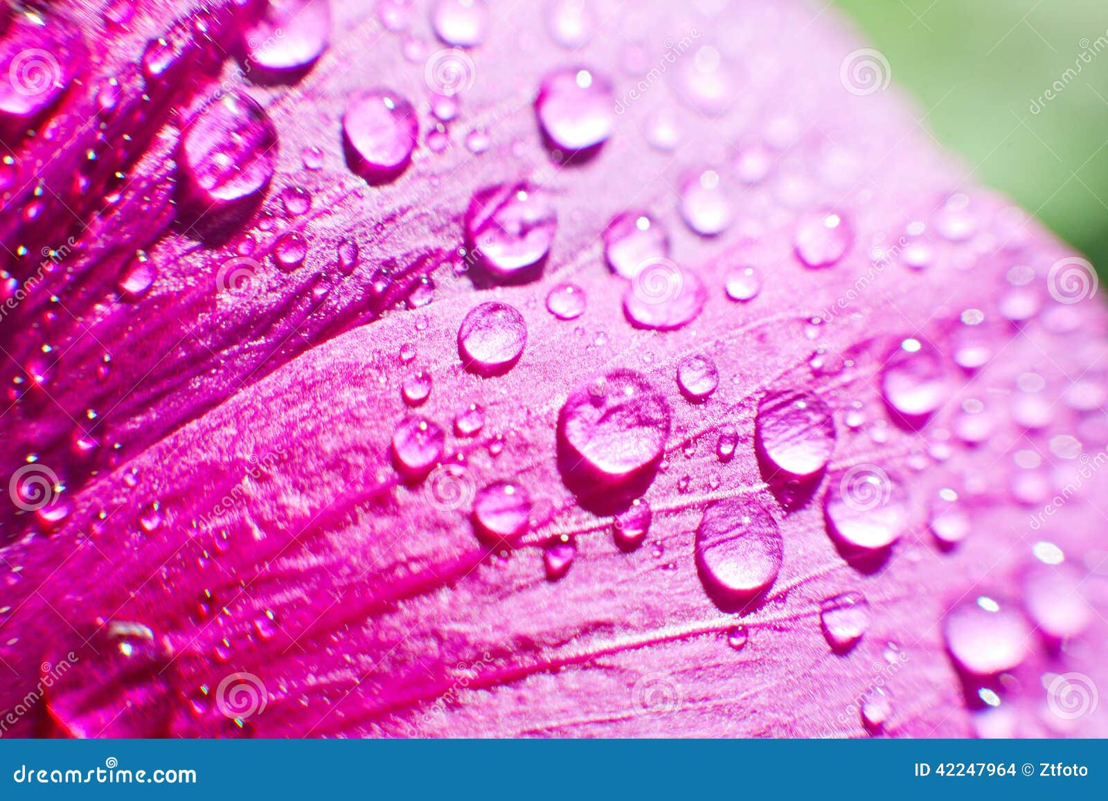 Drops of Dew Water on a Flower Petal Stock Photo Image of beauty, drop 42247964