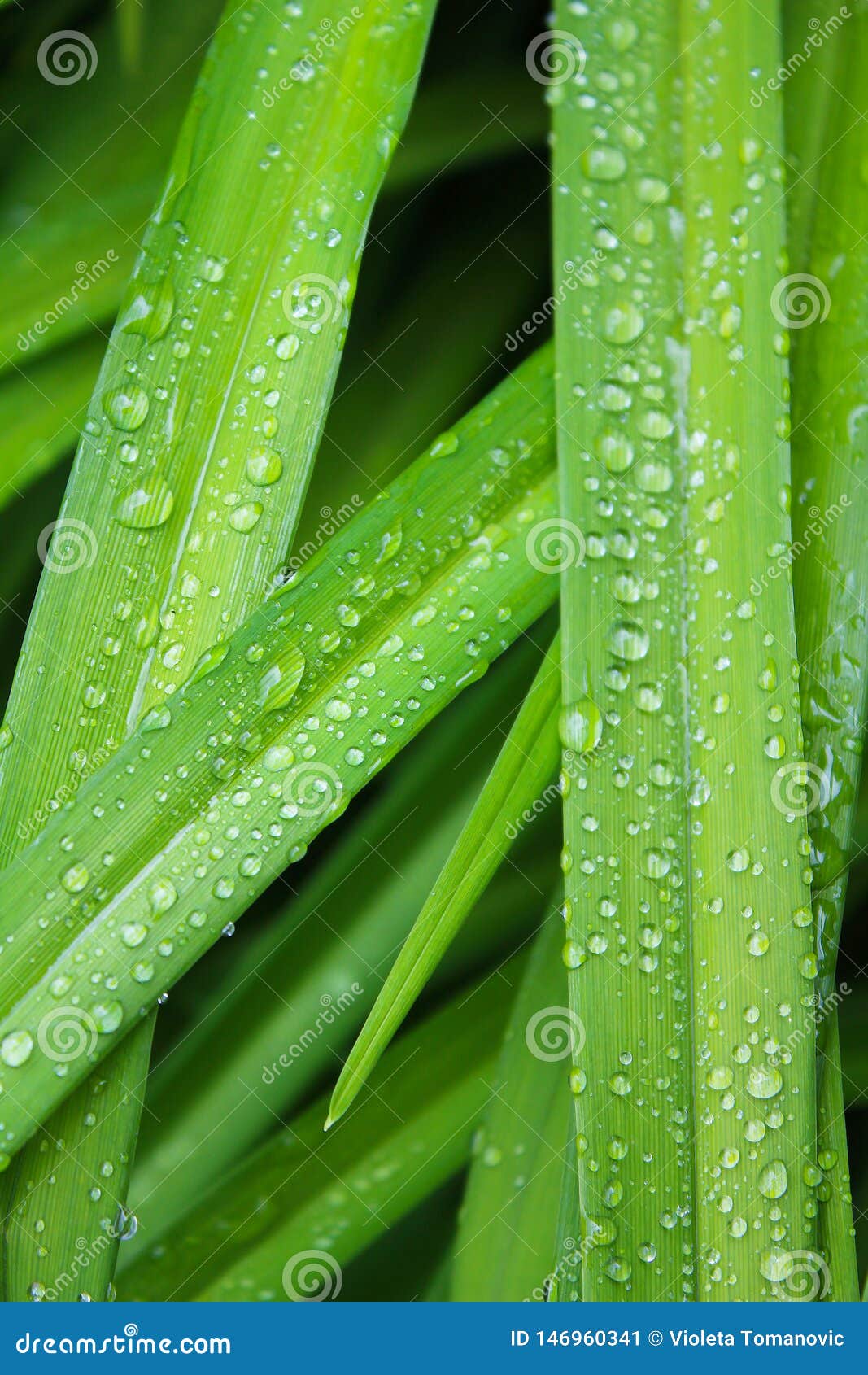 drops, droplets of rain, water on the leaves of wild crin