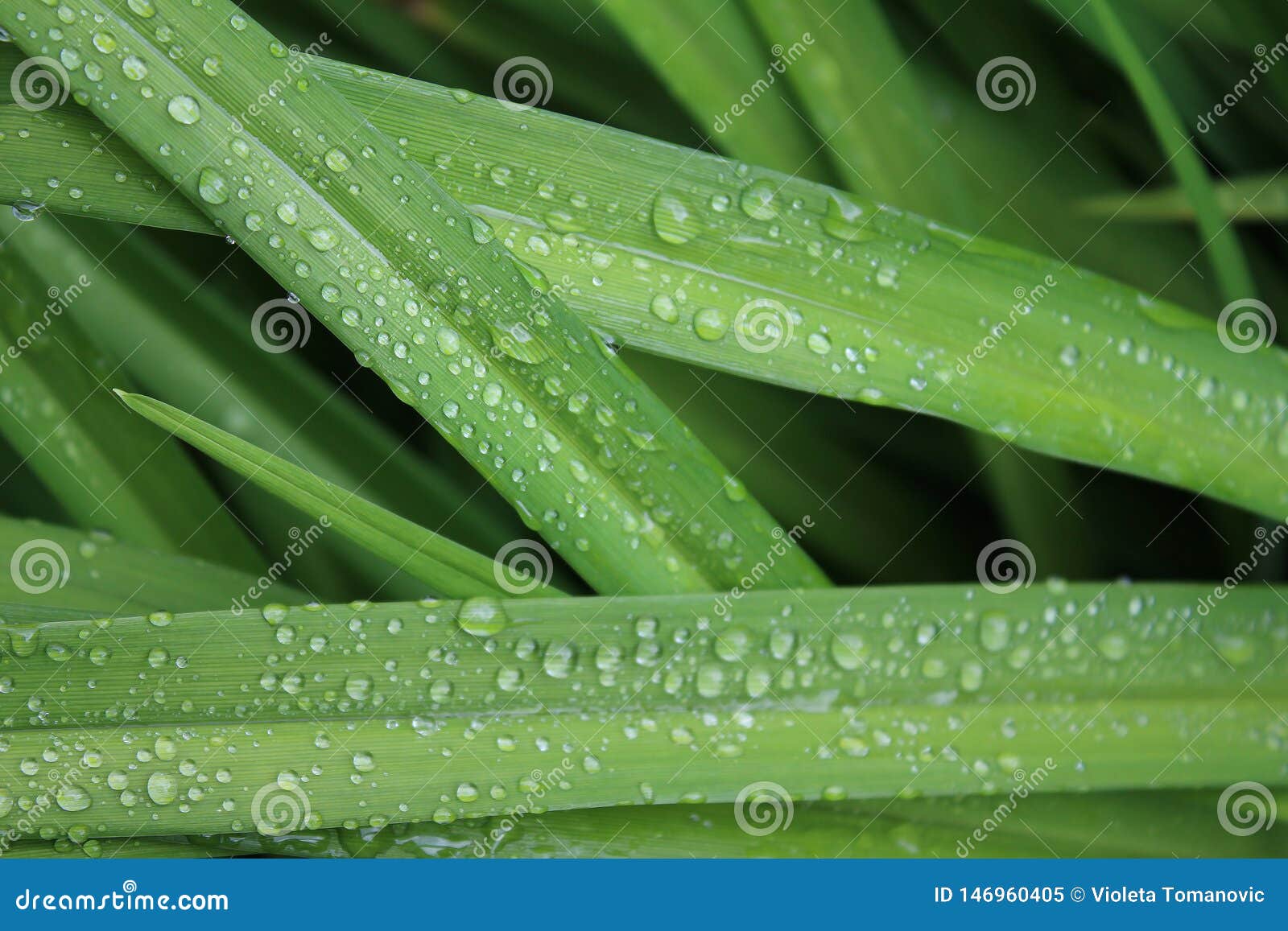 drops, droplets of rain, water on the leaves of wild crin