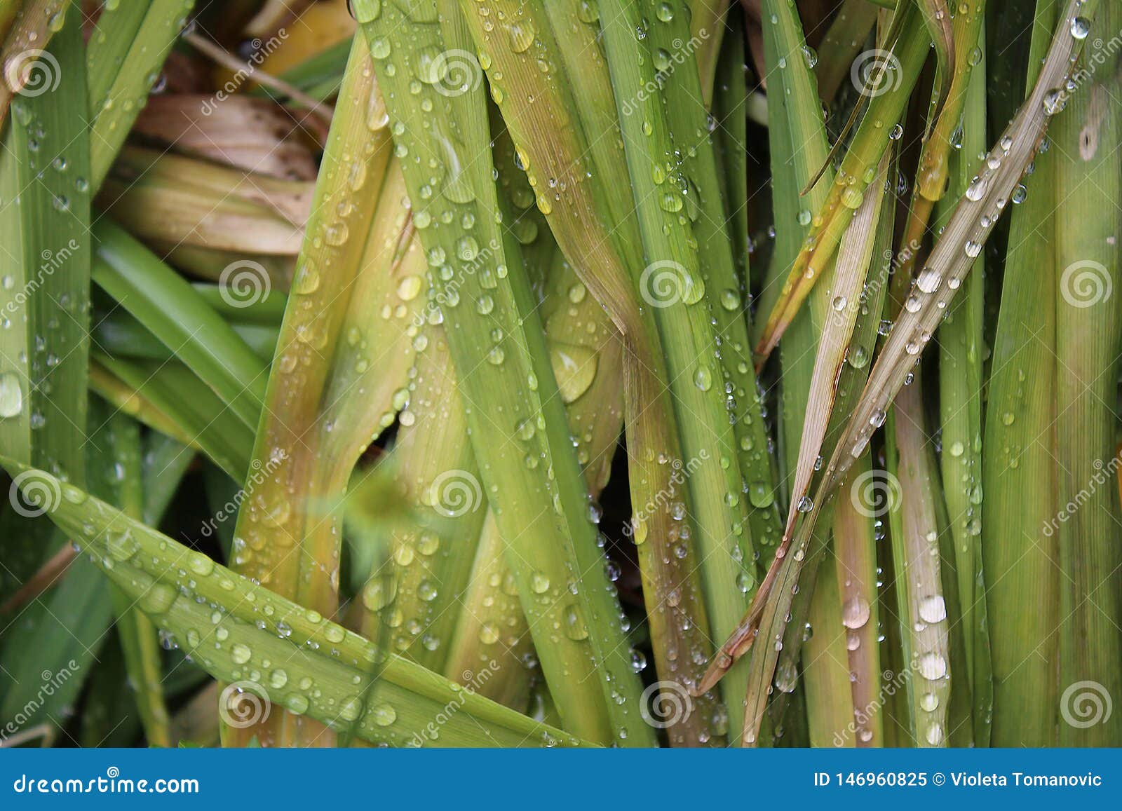 drops, droplets of rain, water on the leaves of wild crin
