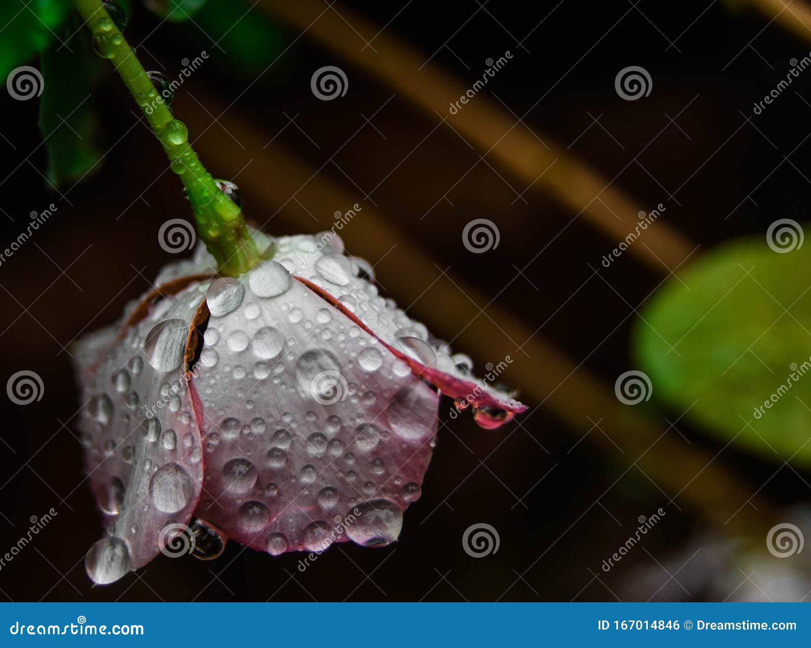 drops on flower petals