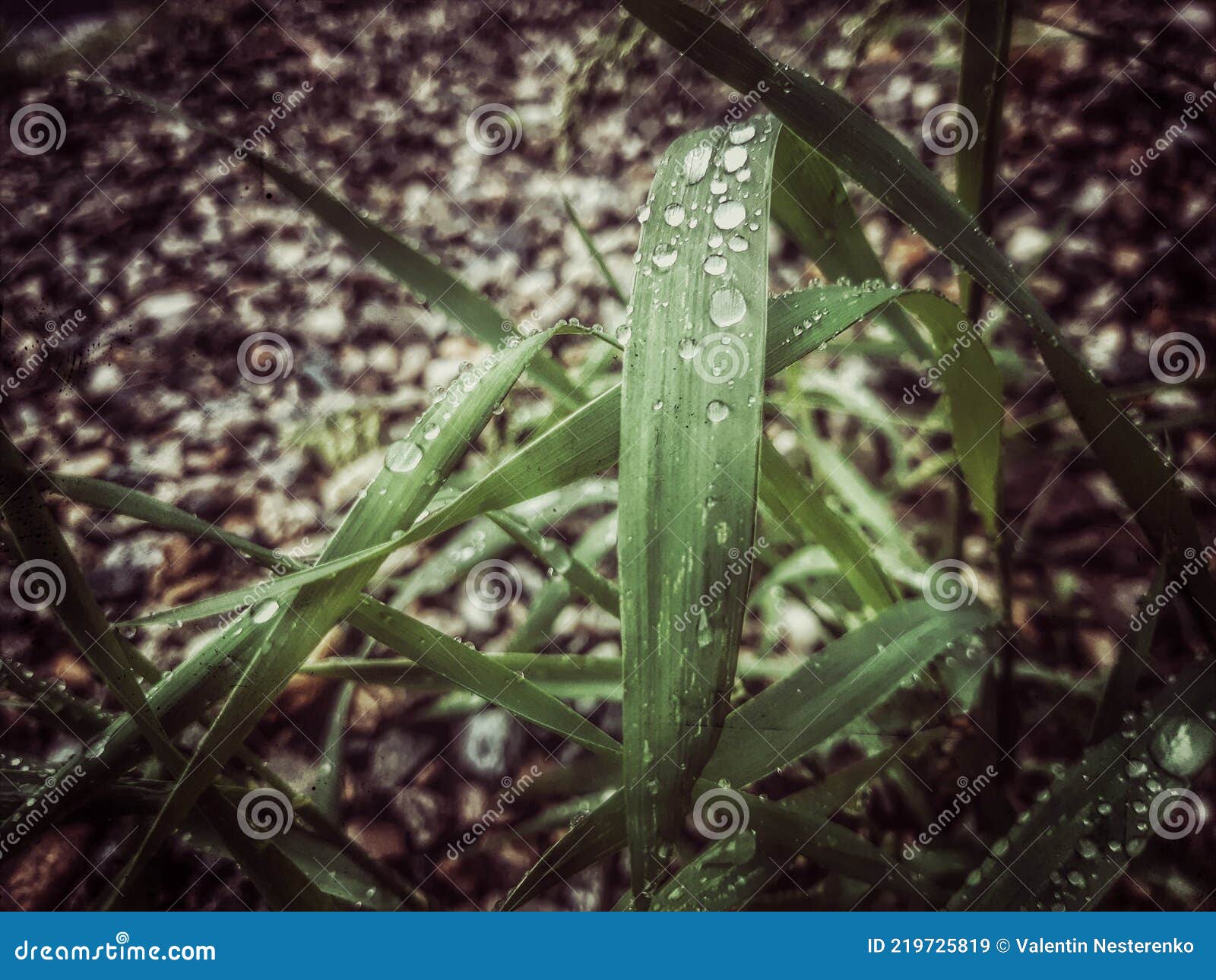 Drops, Grass, Rain, Wet Stones, Cloudy, Nature, Wet Ground Stock Image