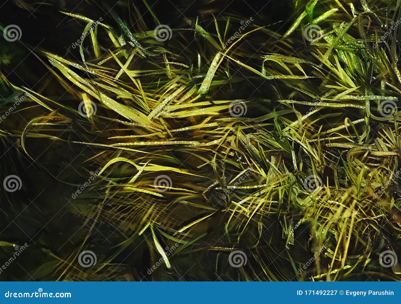 Drops on Leaves in the Pond at the Warm Winter Stock Image Image of