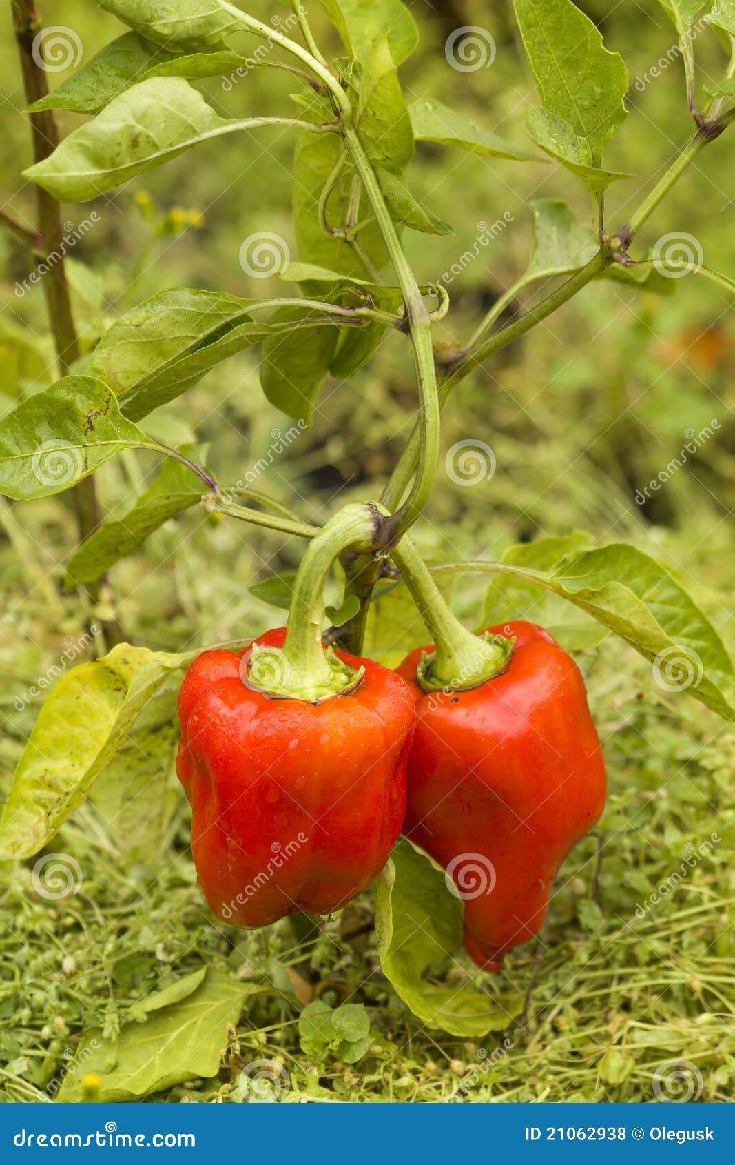 Drops leaves water pepper stock photo. Image of nature 21062938