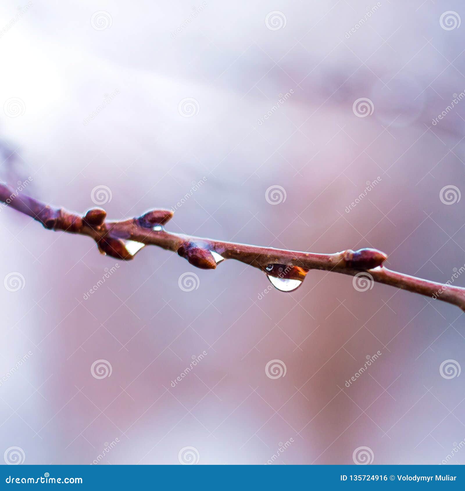 Drops of Rain on the Branches of a Tree. Rain in the Early Spring