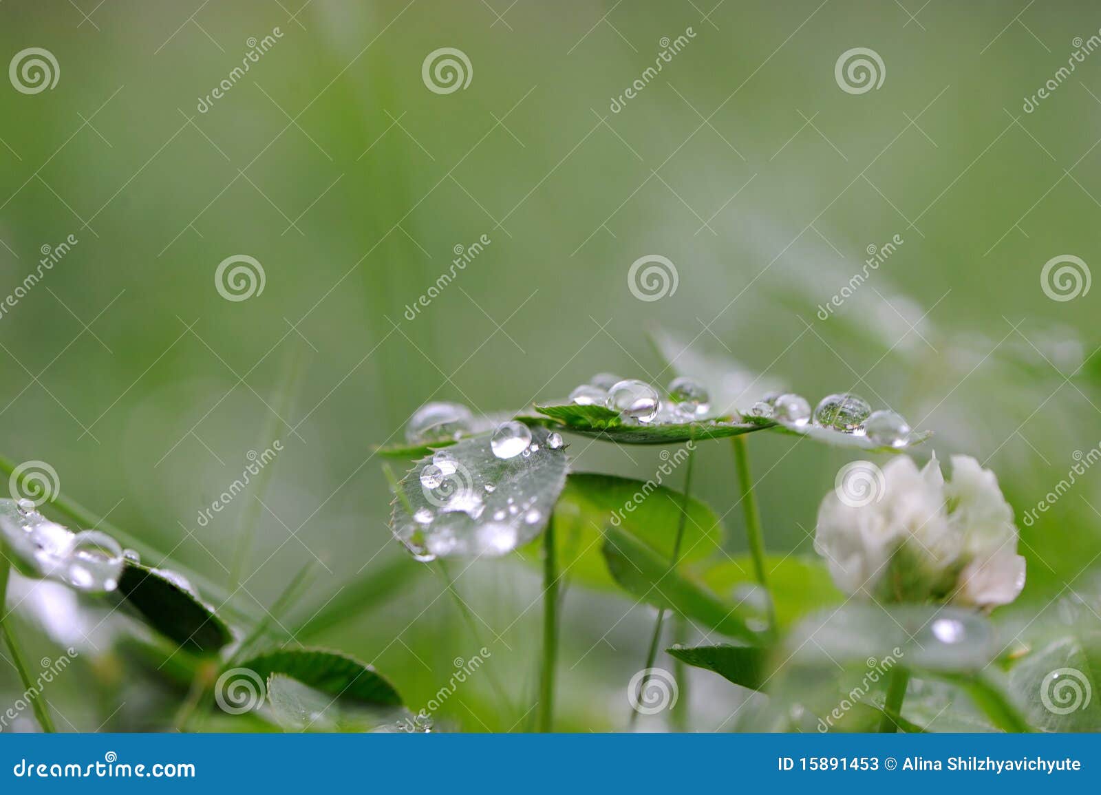 Drops of Rain on Cover Leaf Stock Image Image of fresh, plant 15891453