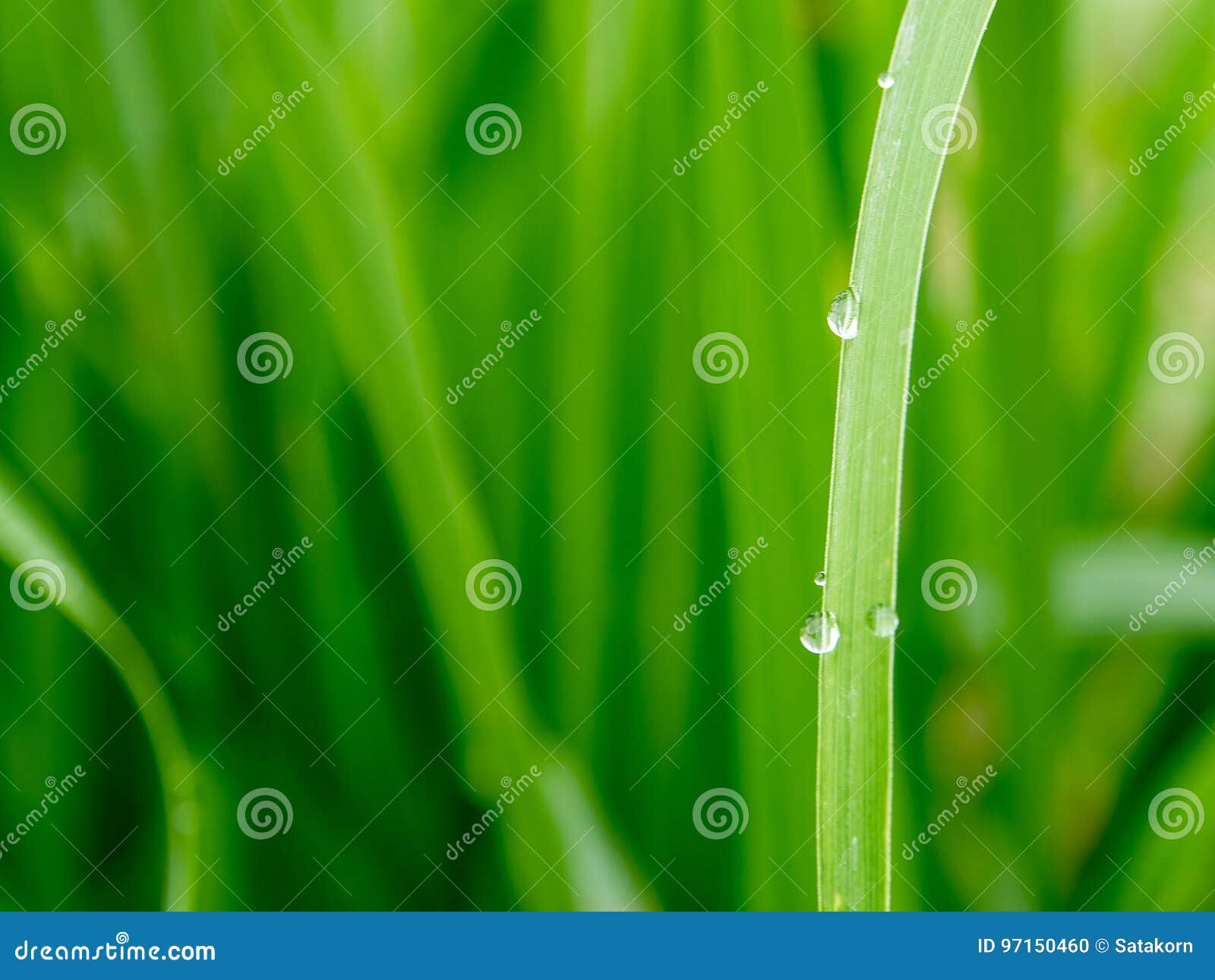 Drops Water on the Blade of Grass Stock Photo Image of leaf, nature