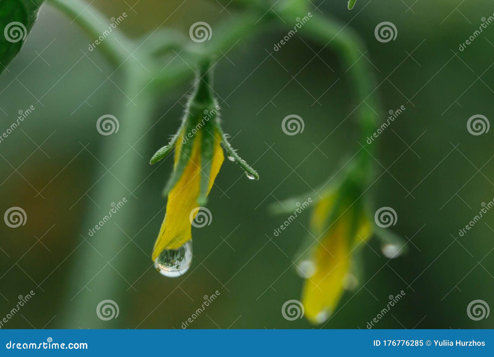 drops of water on vegetables close-up. after the rain. dew on plants in a greenhouse. proper nutrition. veganism, farming, home-