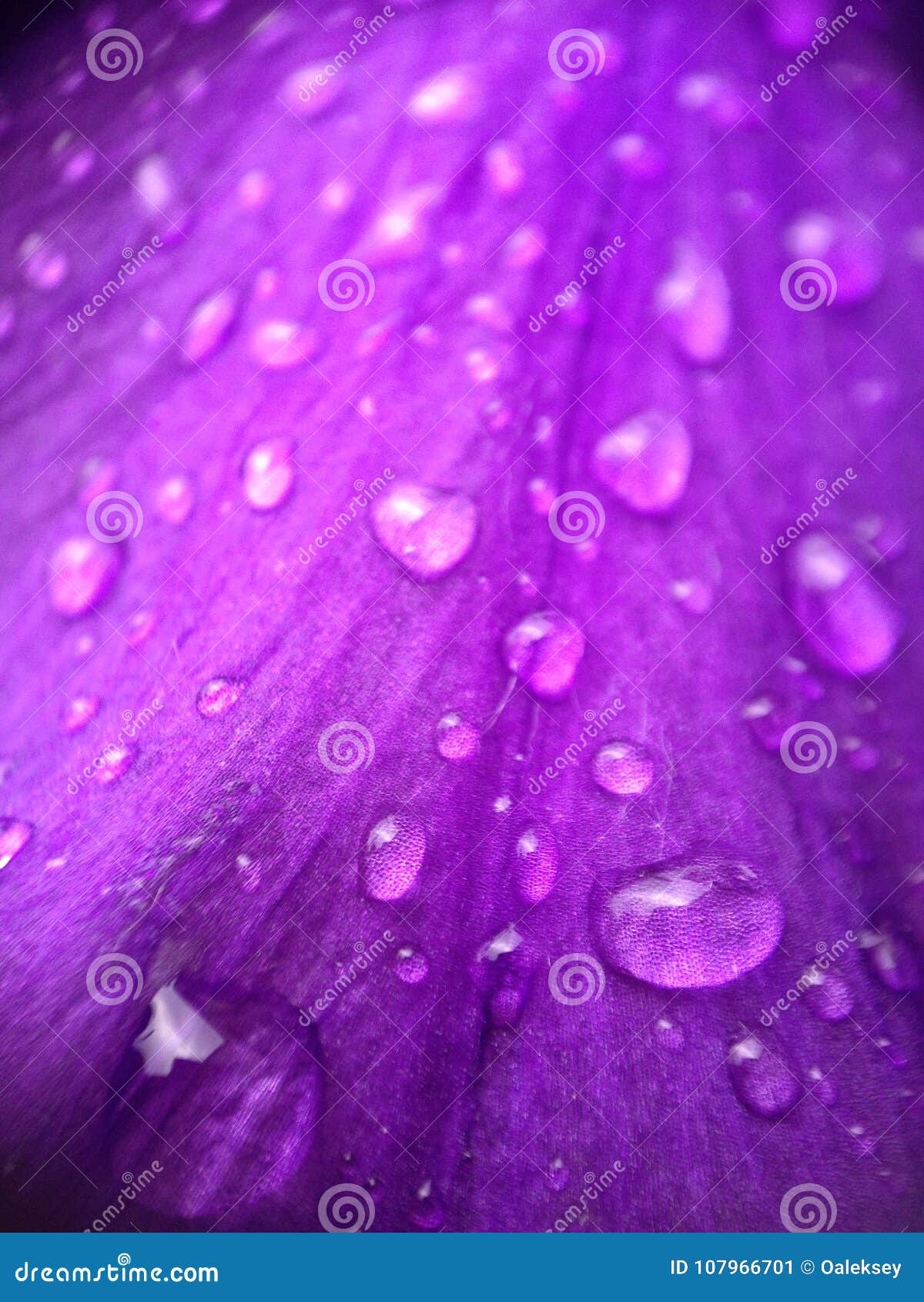 Drops of water on a violet stock image. Image of abstract 107966701