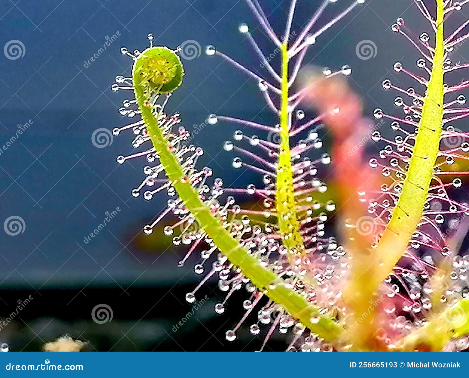 drosera binata, sundew - carnivorous plant
