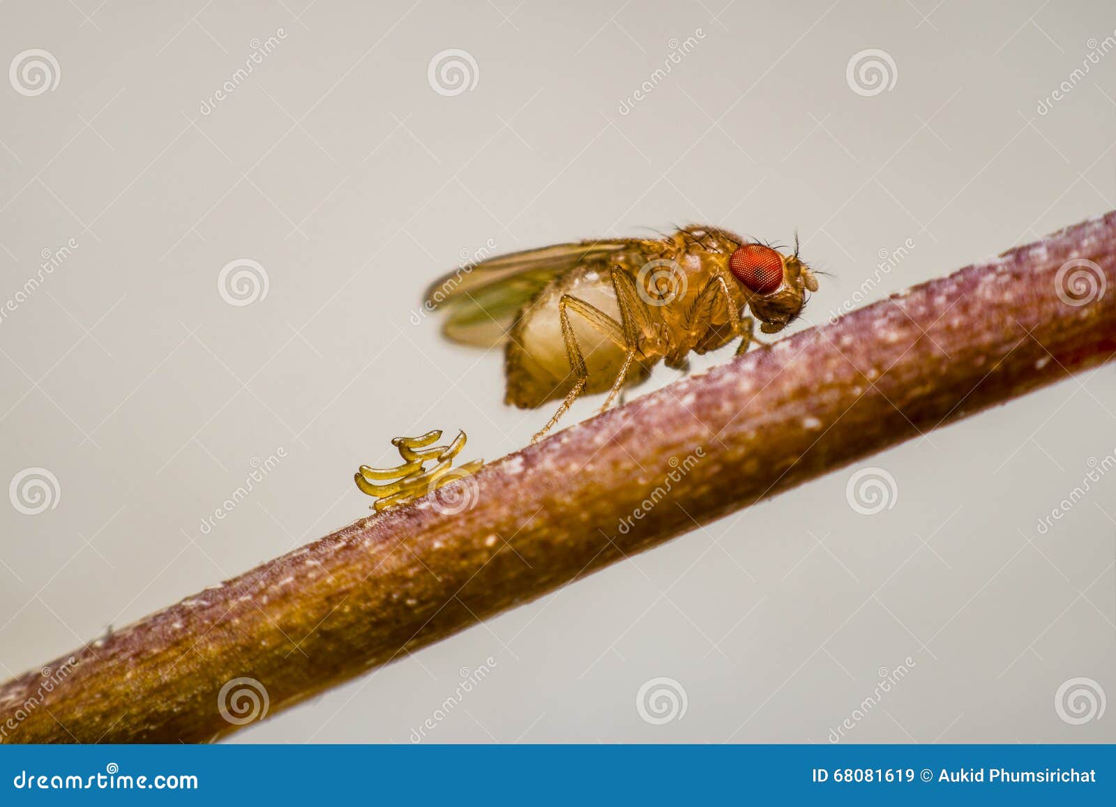 Drosophila eggs stock image. Image of animal, ripe, laying 68081619