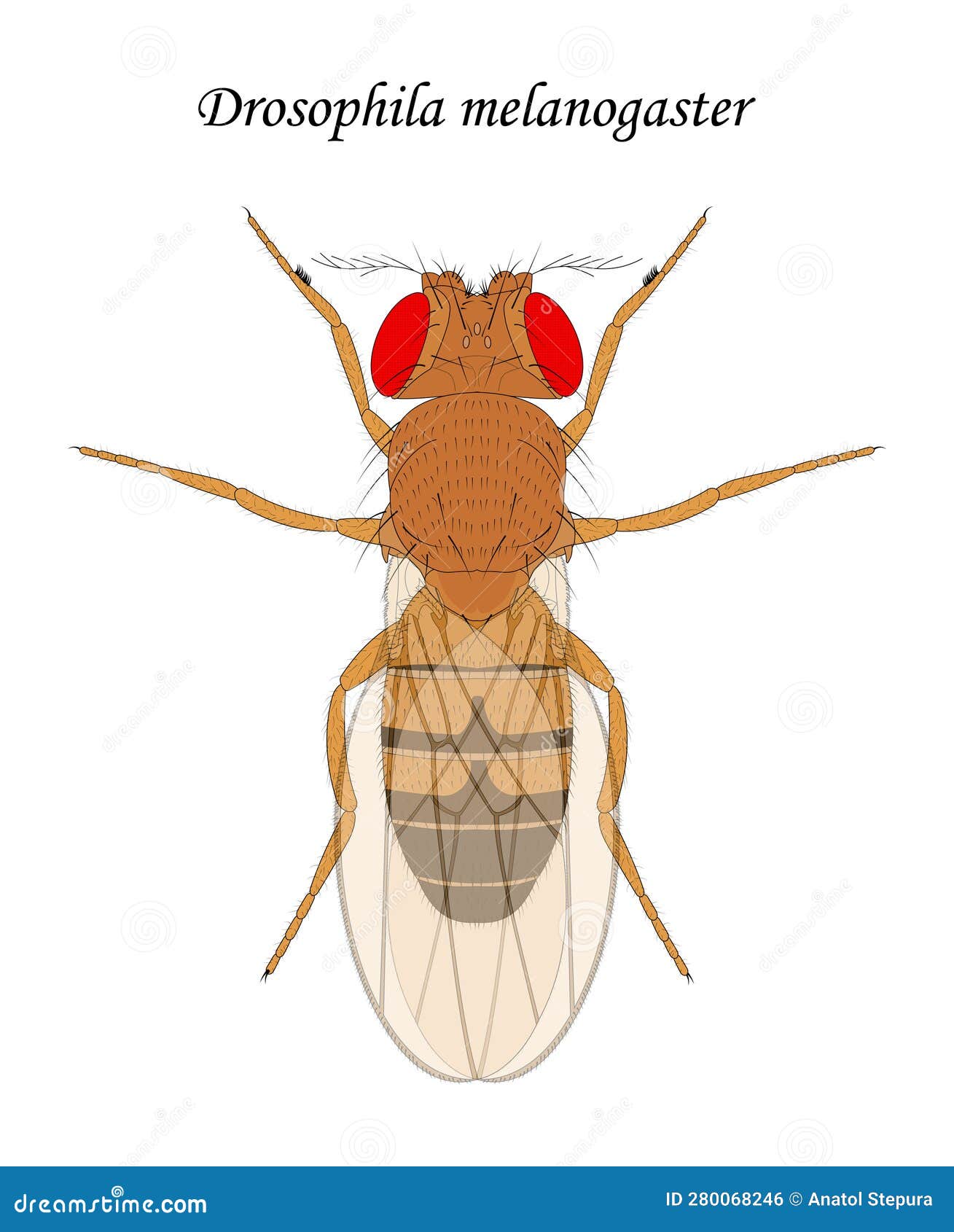 Fruit Fly (Drosophila Melanogaster), Male. Stock Vector Illustration