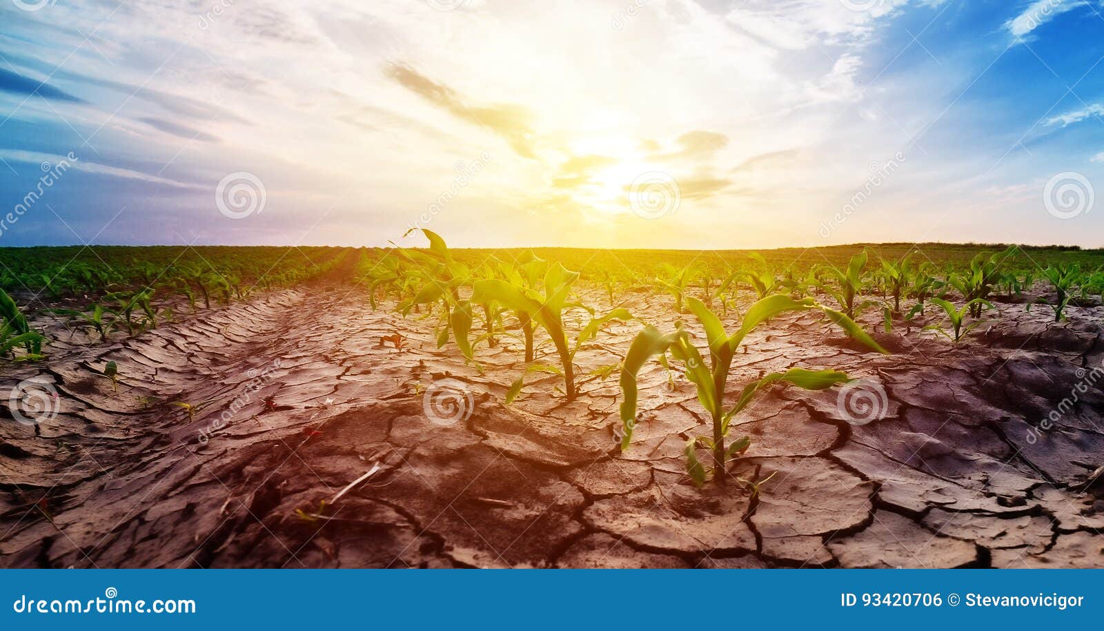 drought in corn field