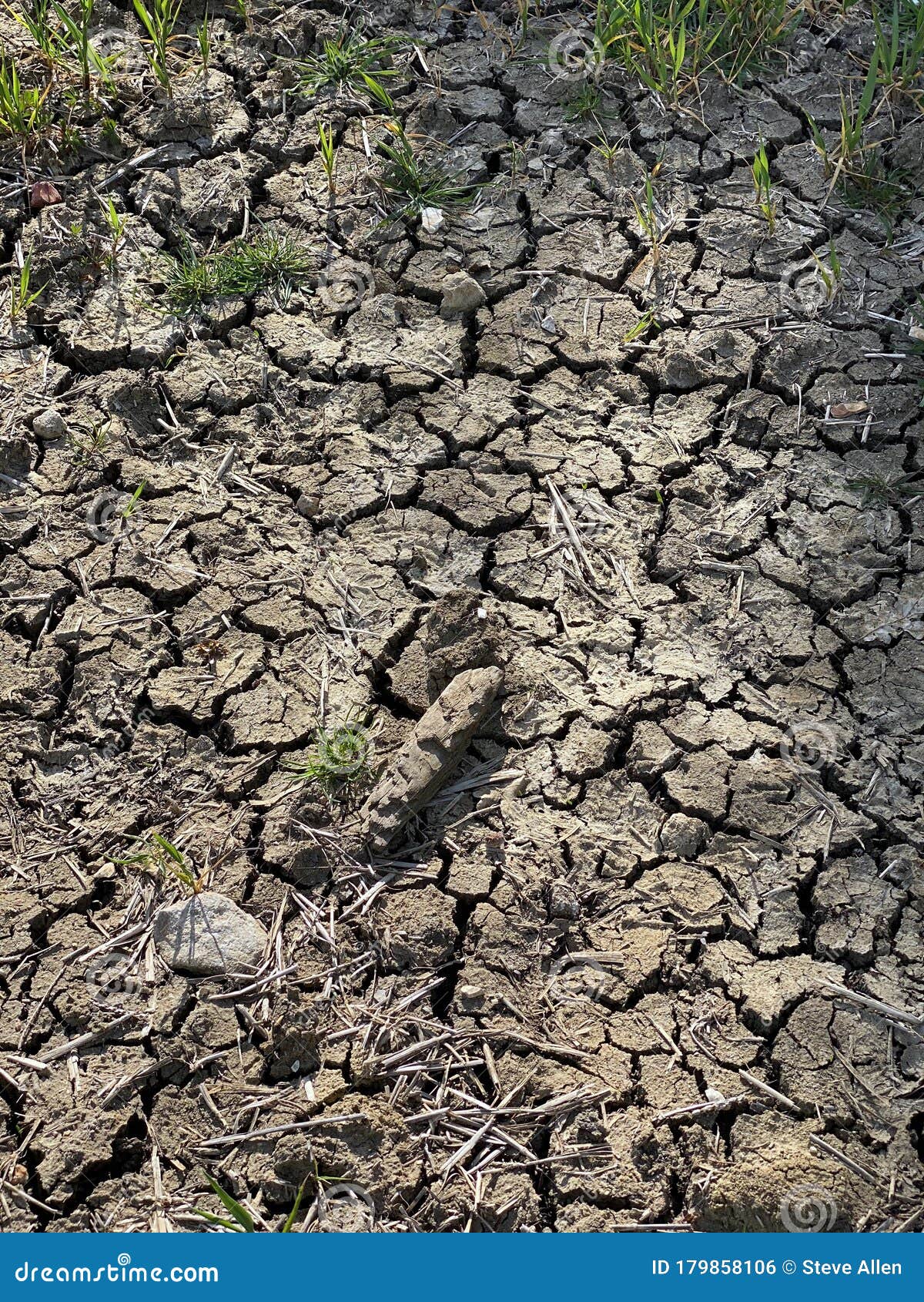 drought - cracked earth - crop failure from low rainfall