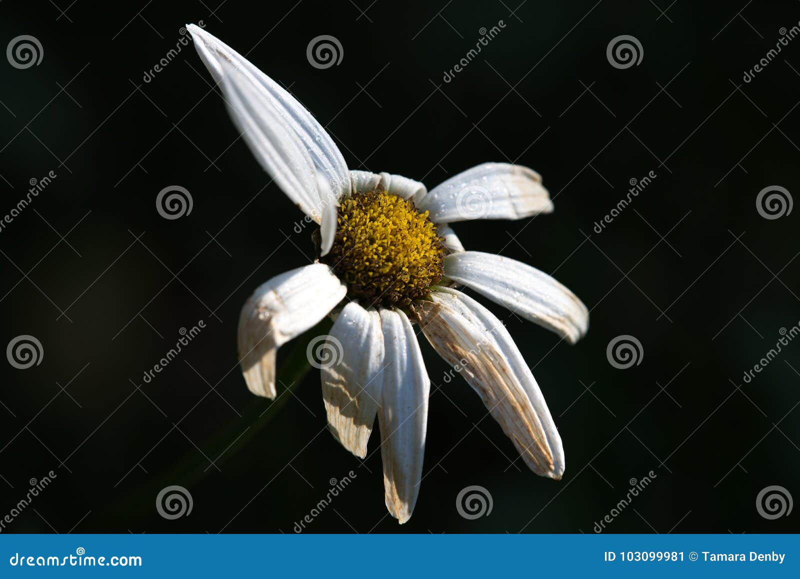Drought Damage To Daisy Flower Stock Image Image of daisy, drought